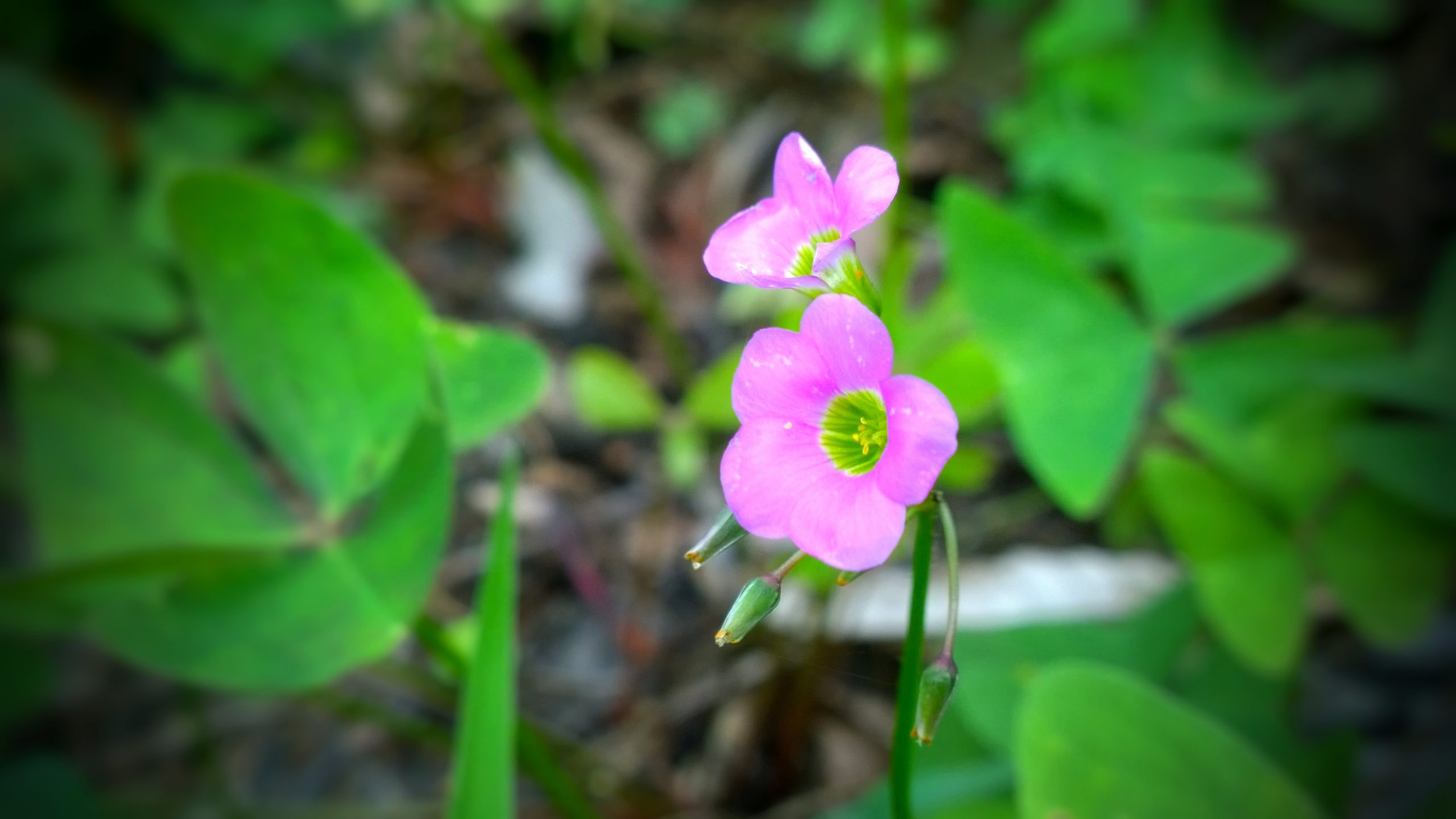 flower, garden