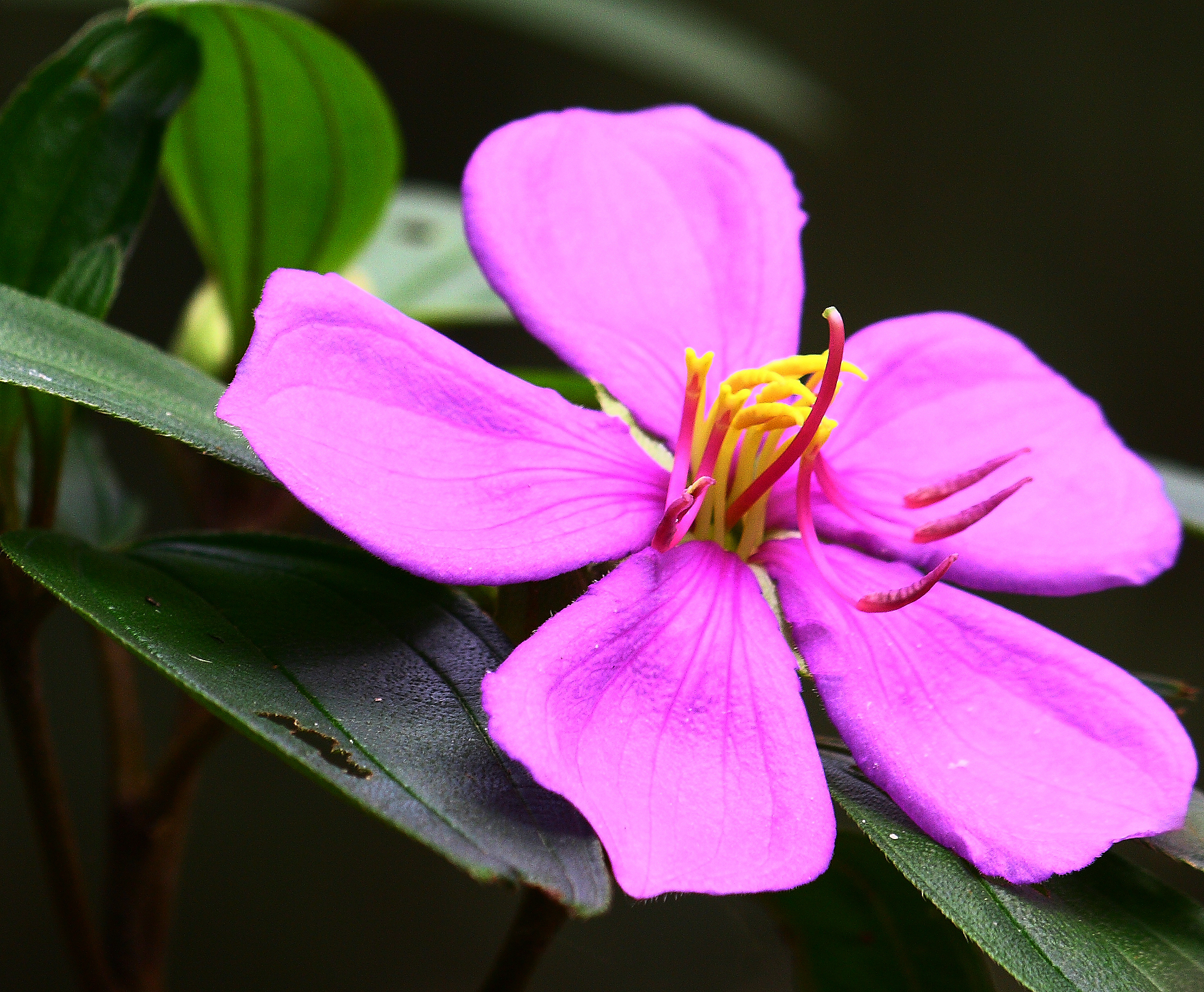 Wild purple flower with yellow center