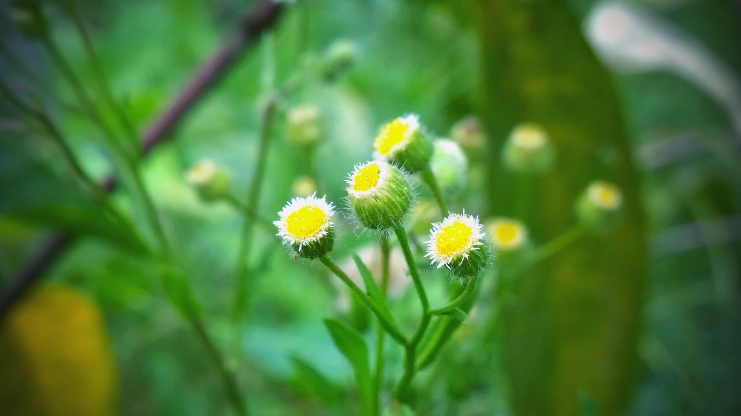 Wild tiny flowers