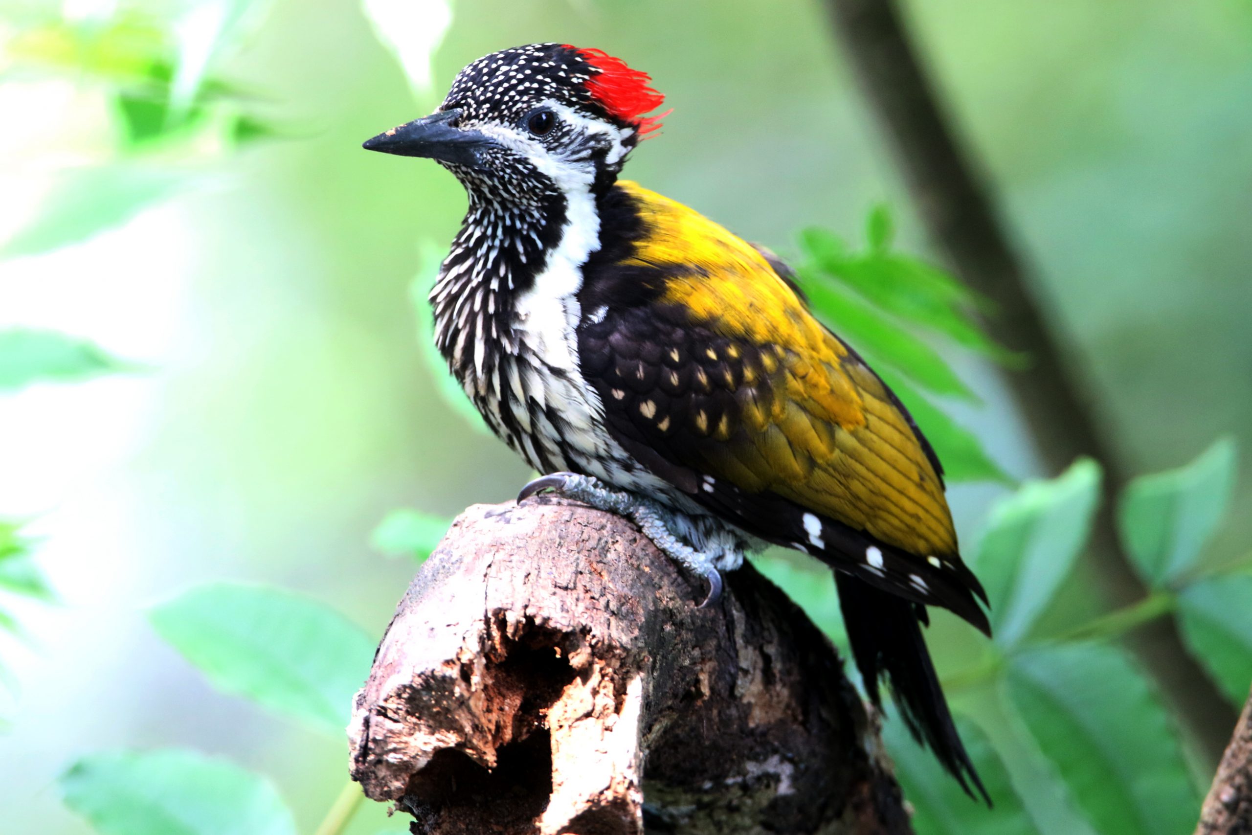 Woodpecker