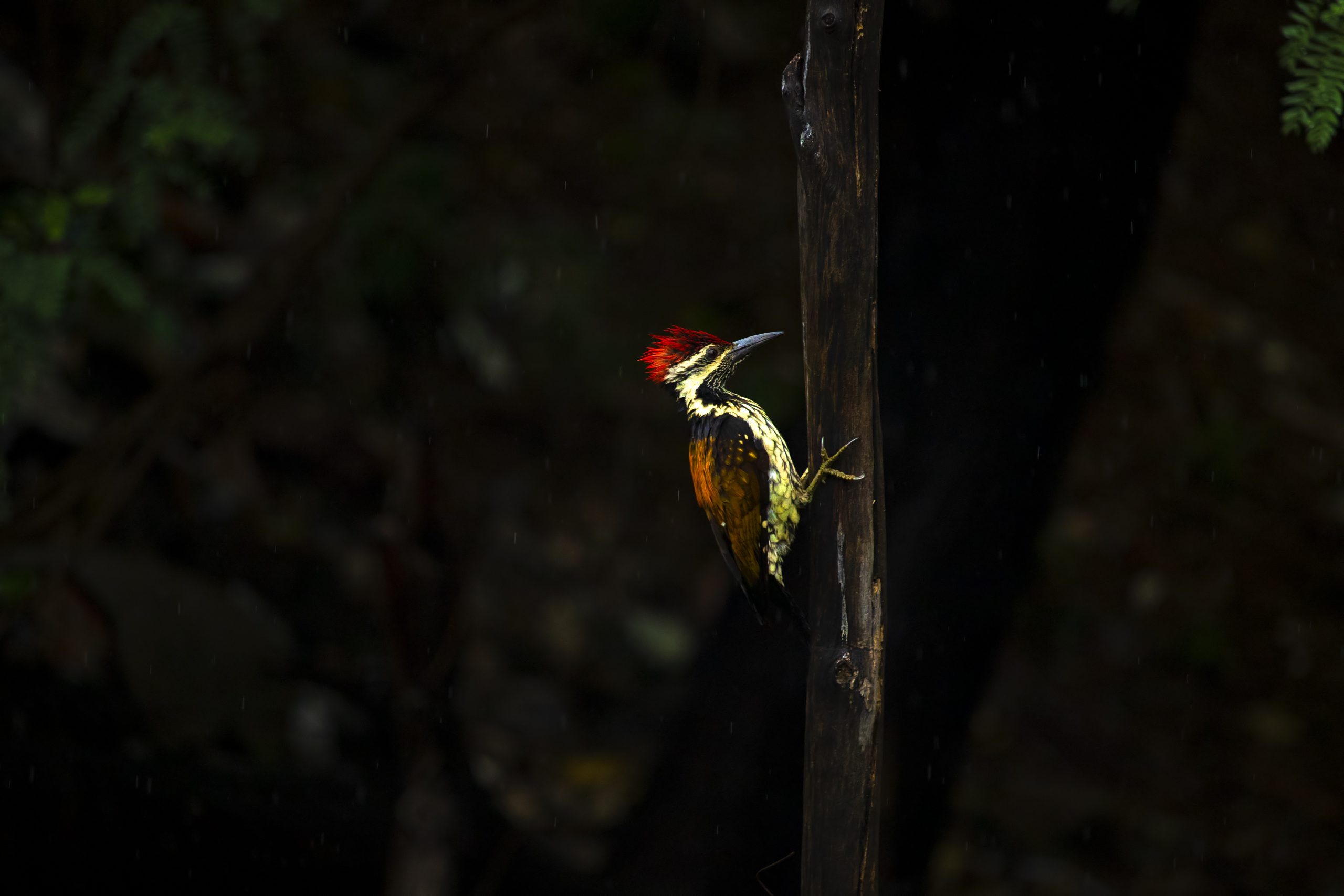 Woodpecker in the darkness