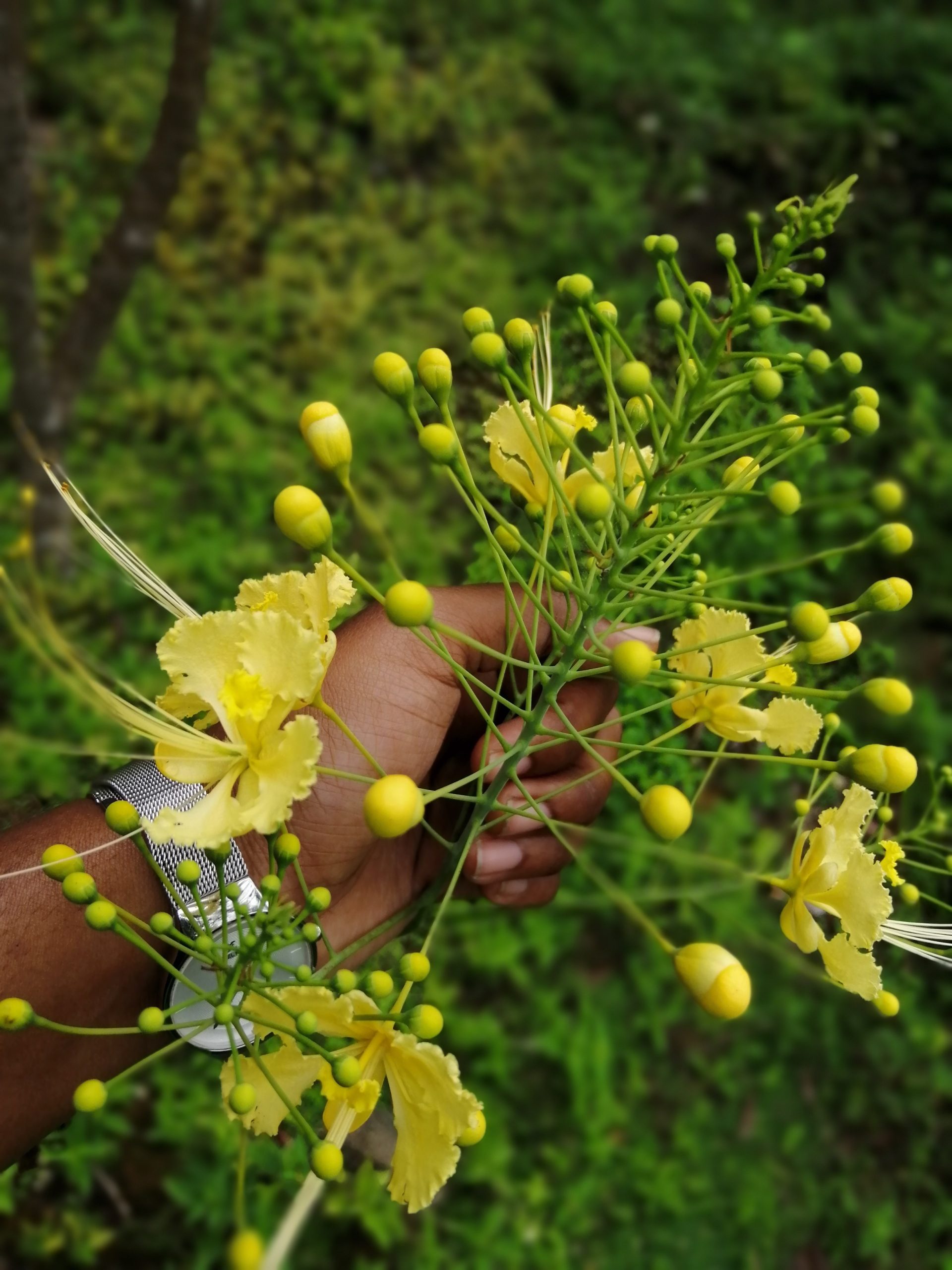 Hand holding a yellow flower