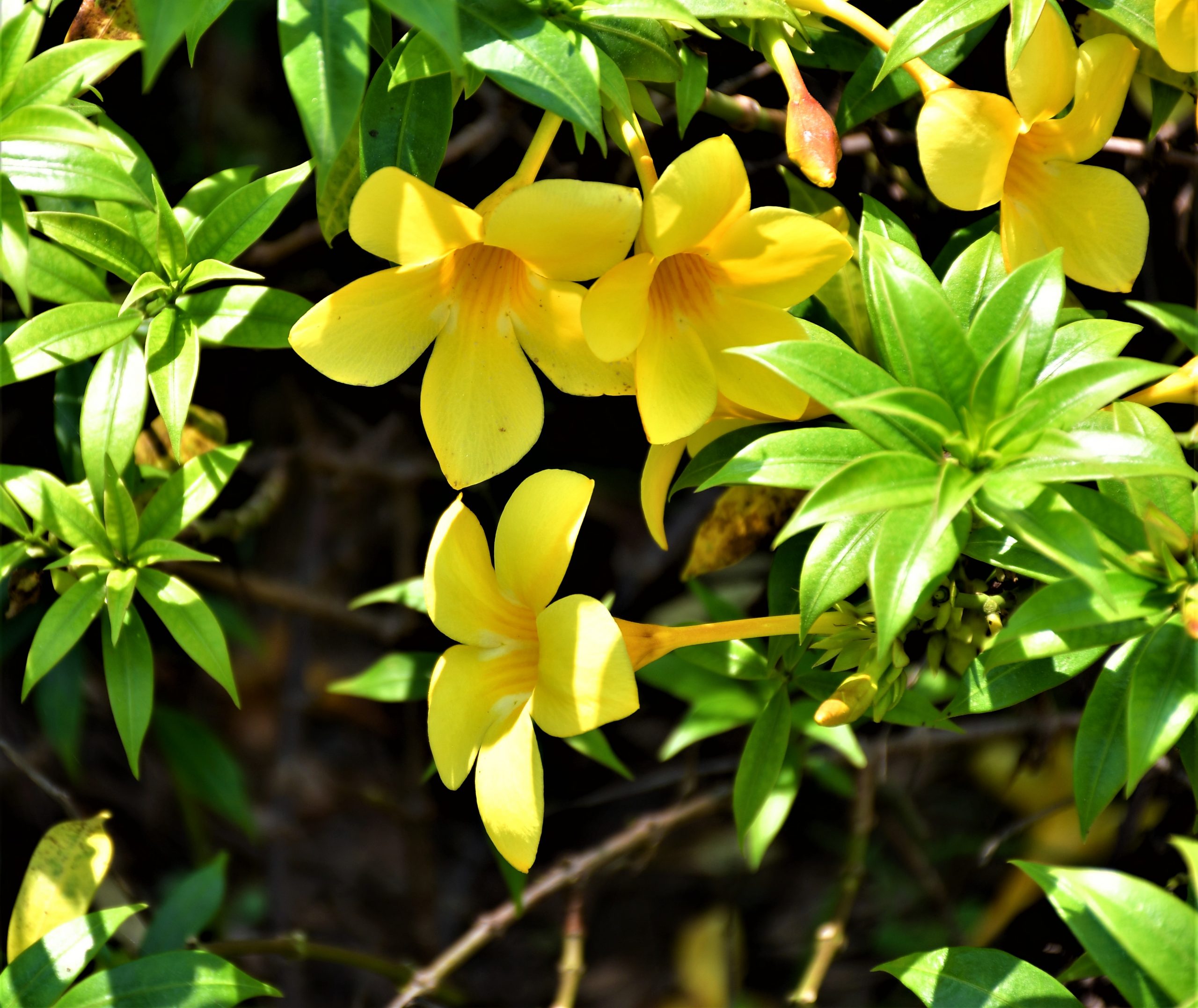 Yellow Allamanda Flower