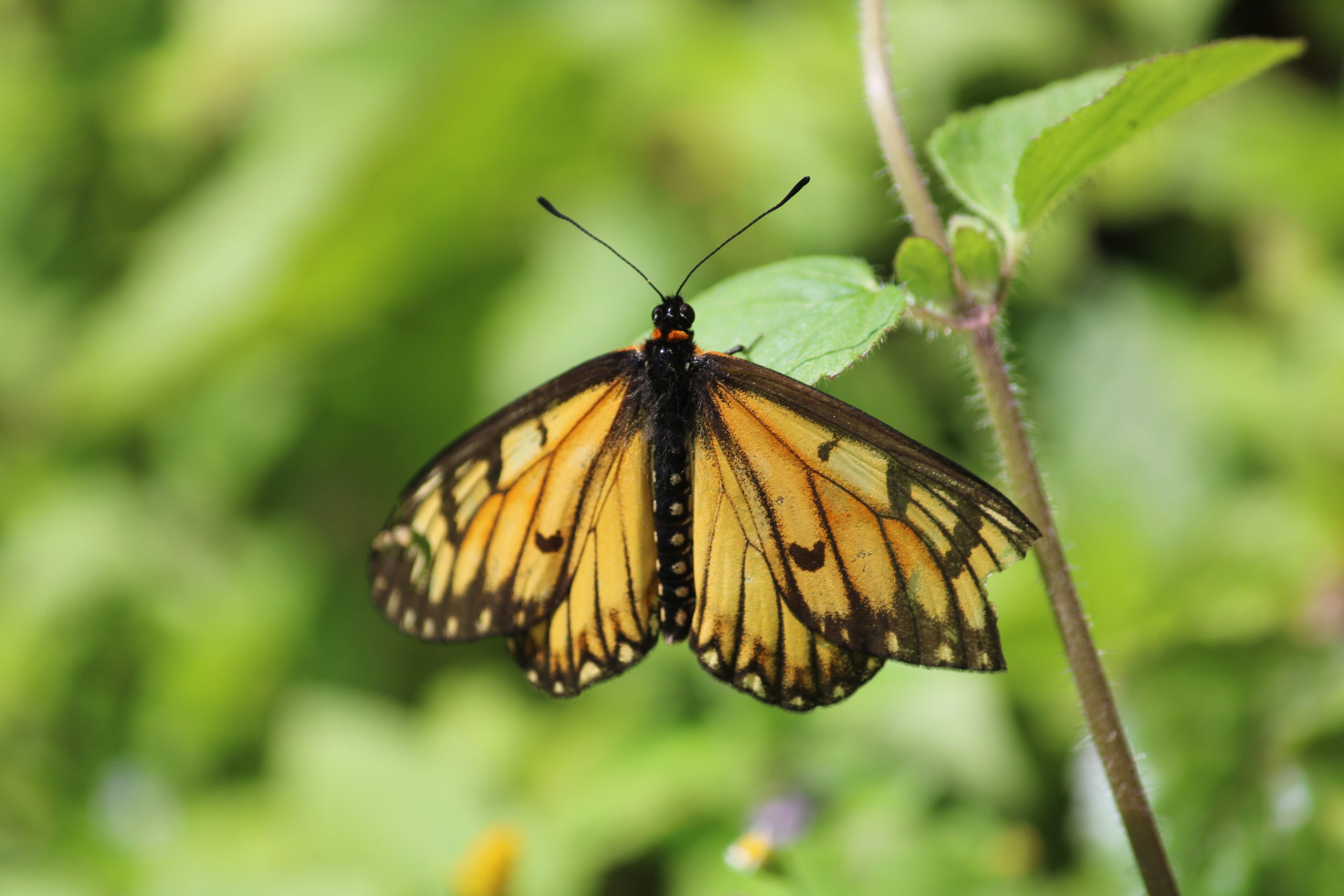 Yellow Butterfly