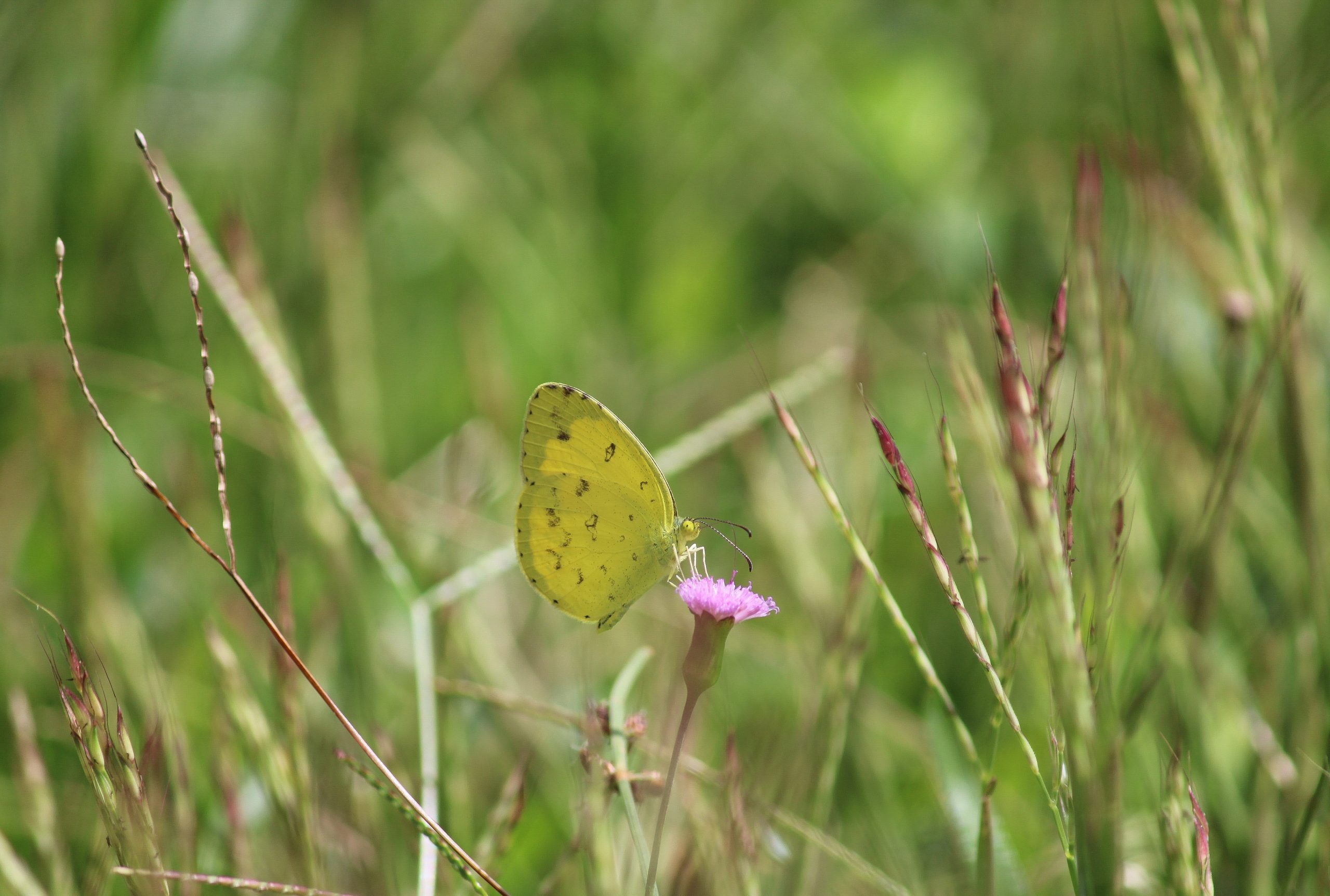 Yellow Butterfly