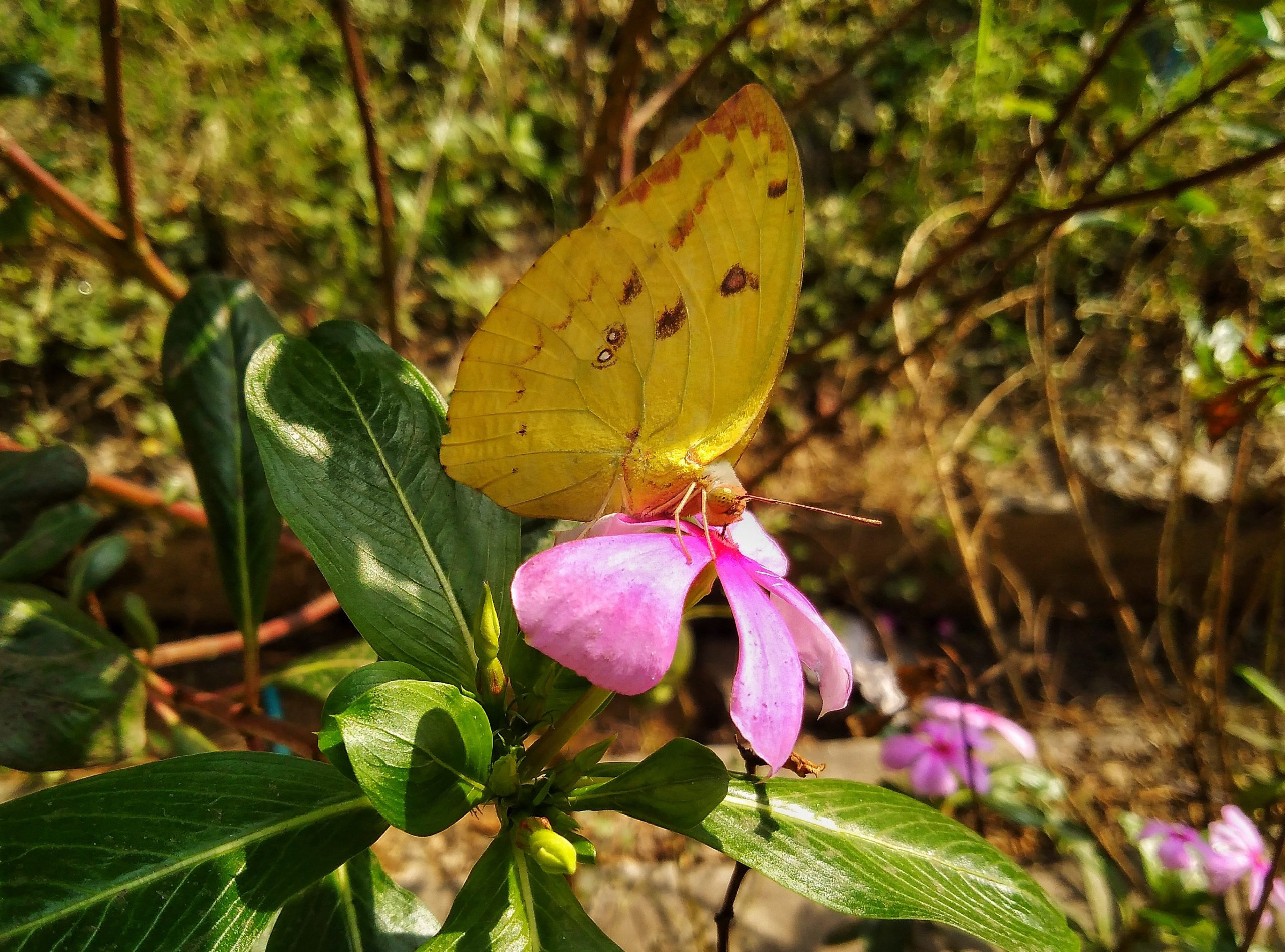 Yellow Butterfly in flower