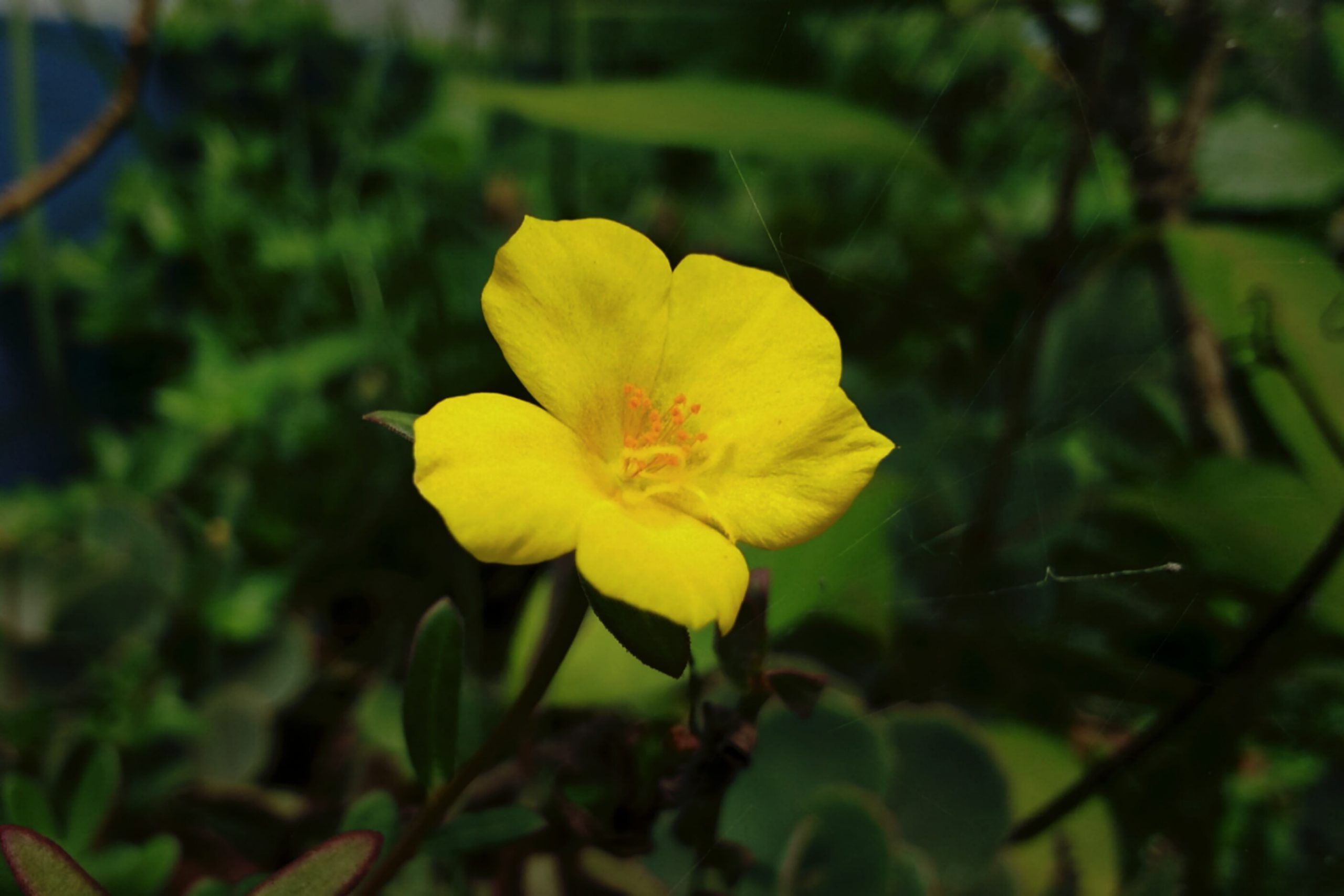 Yellow Flower