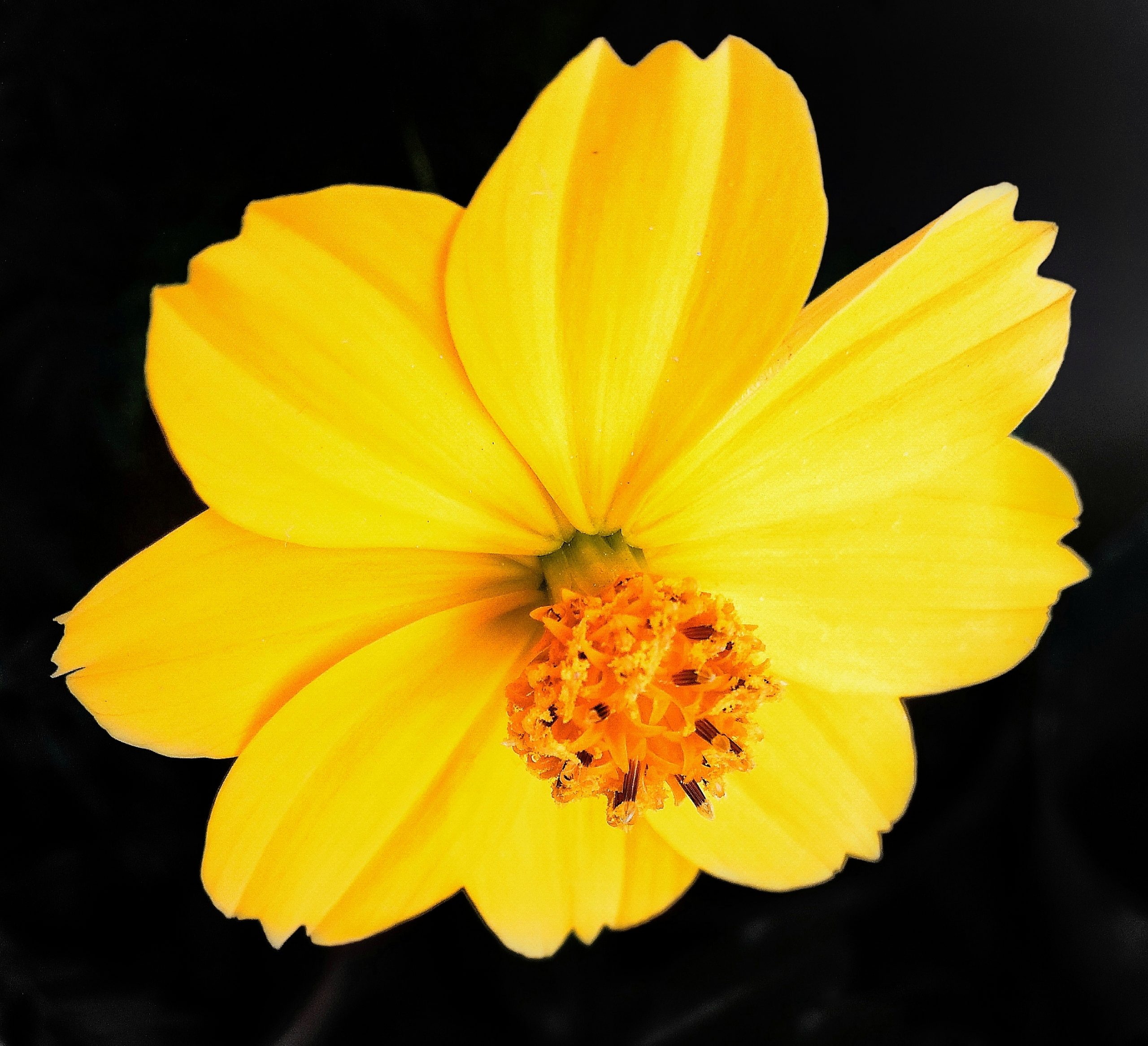 Yellow Flower