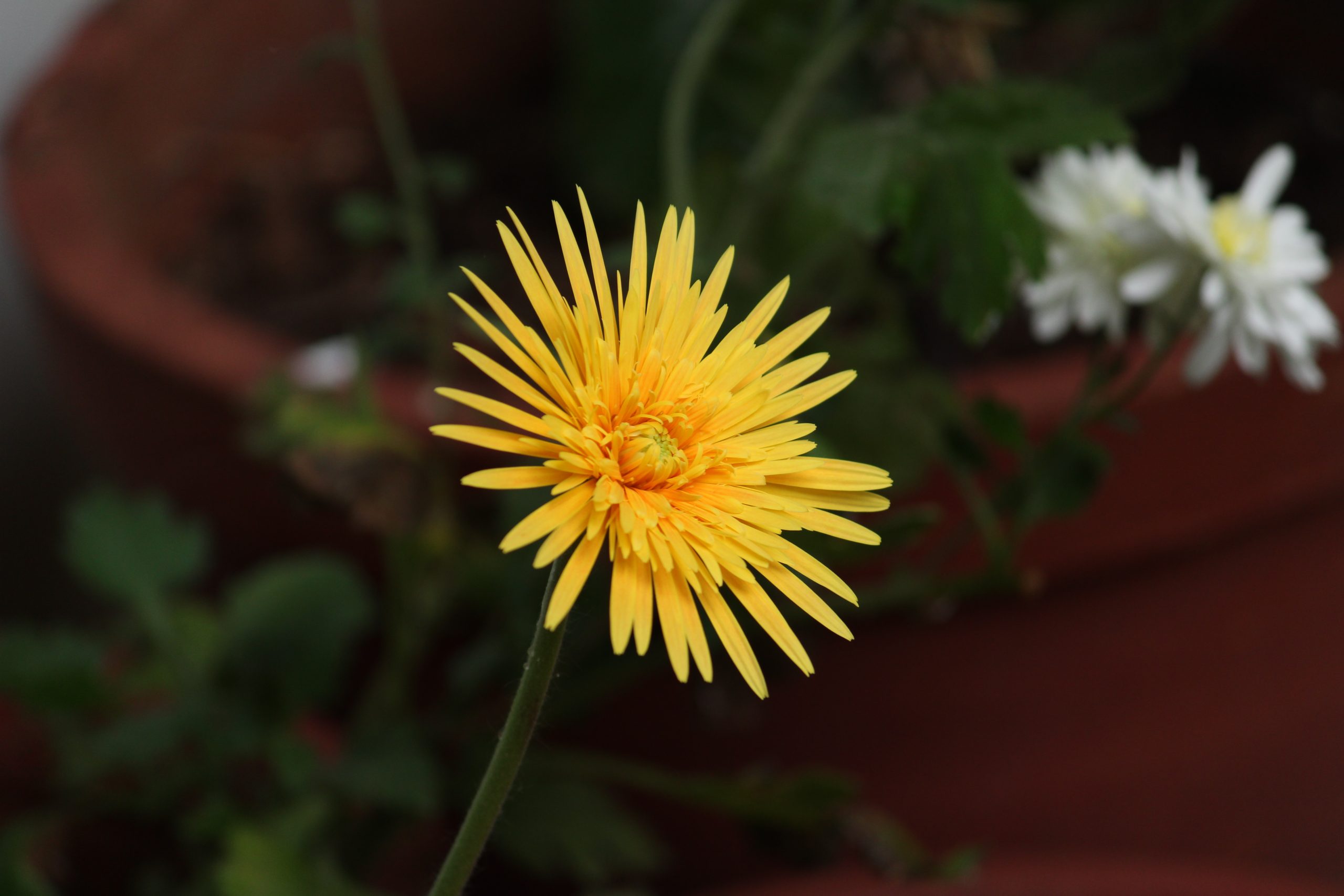 Yellow Flower on Focus