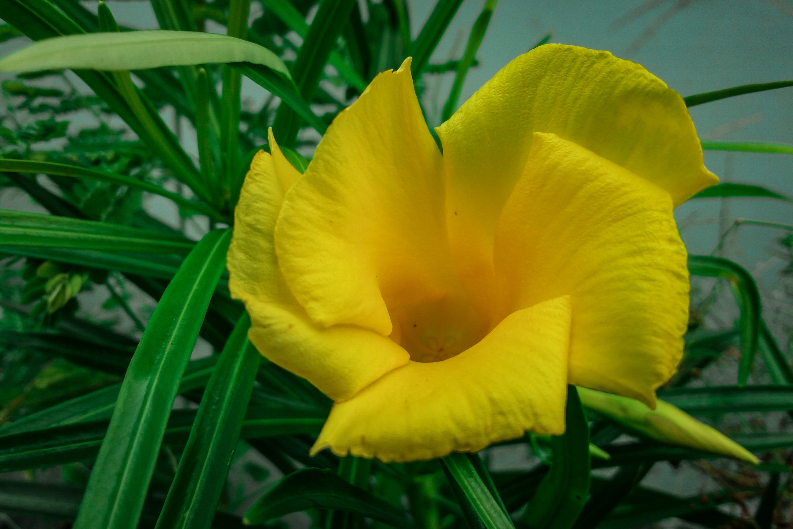 Yellow Flower on Focus