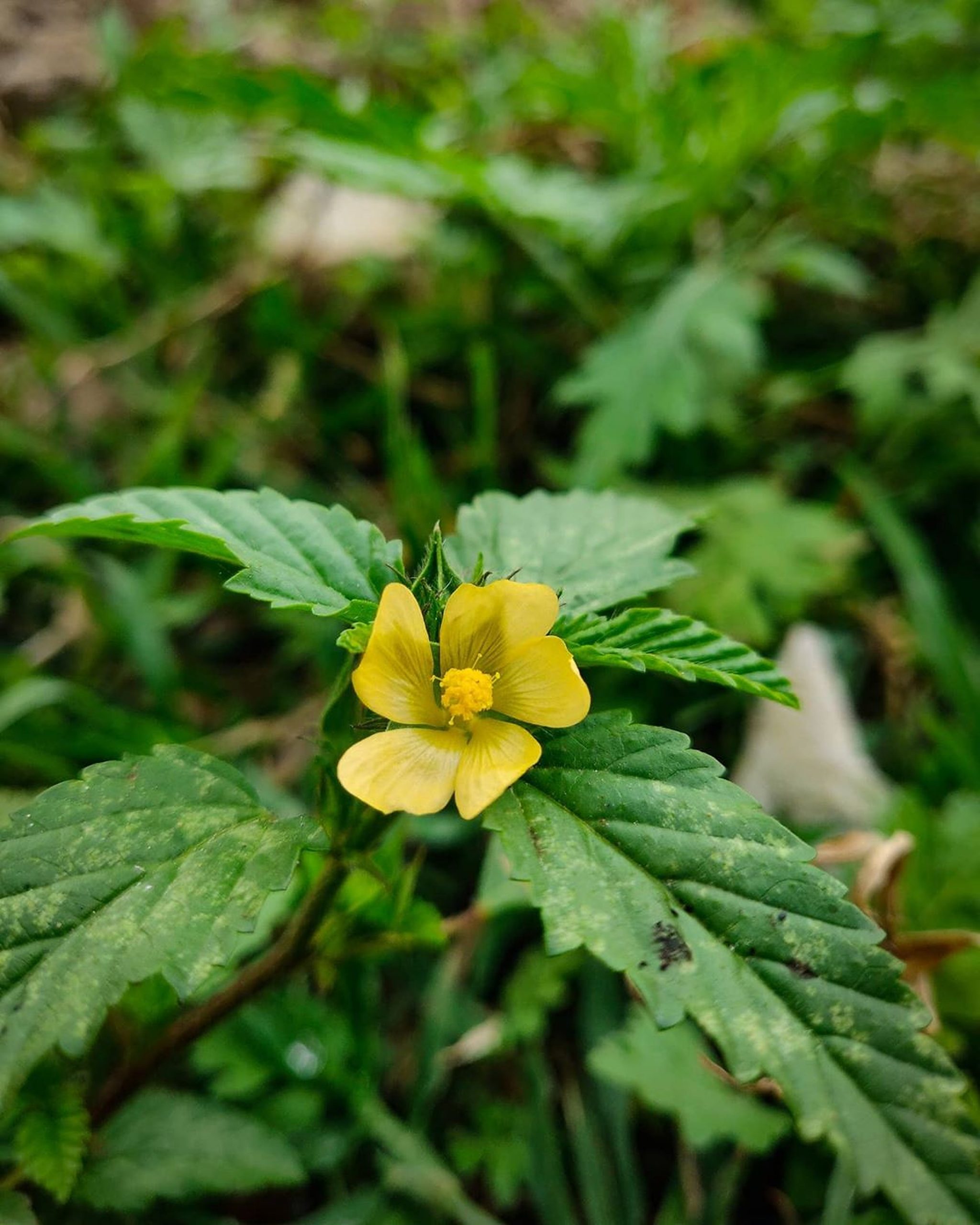 Yellow Flower on Focus