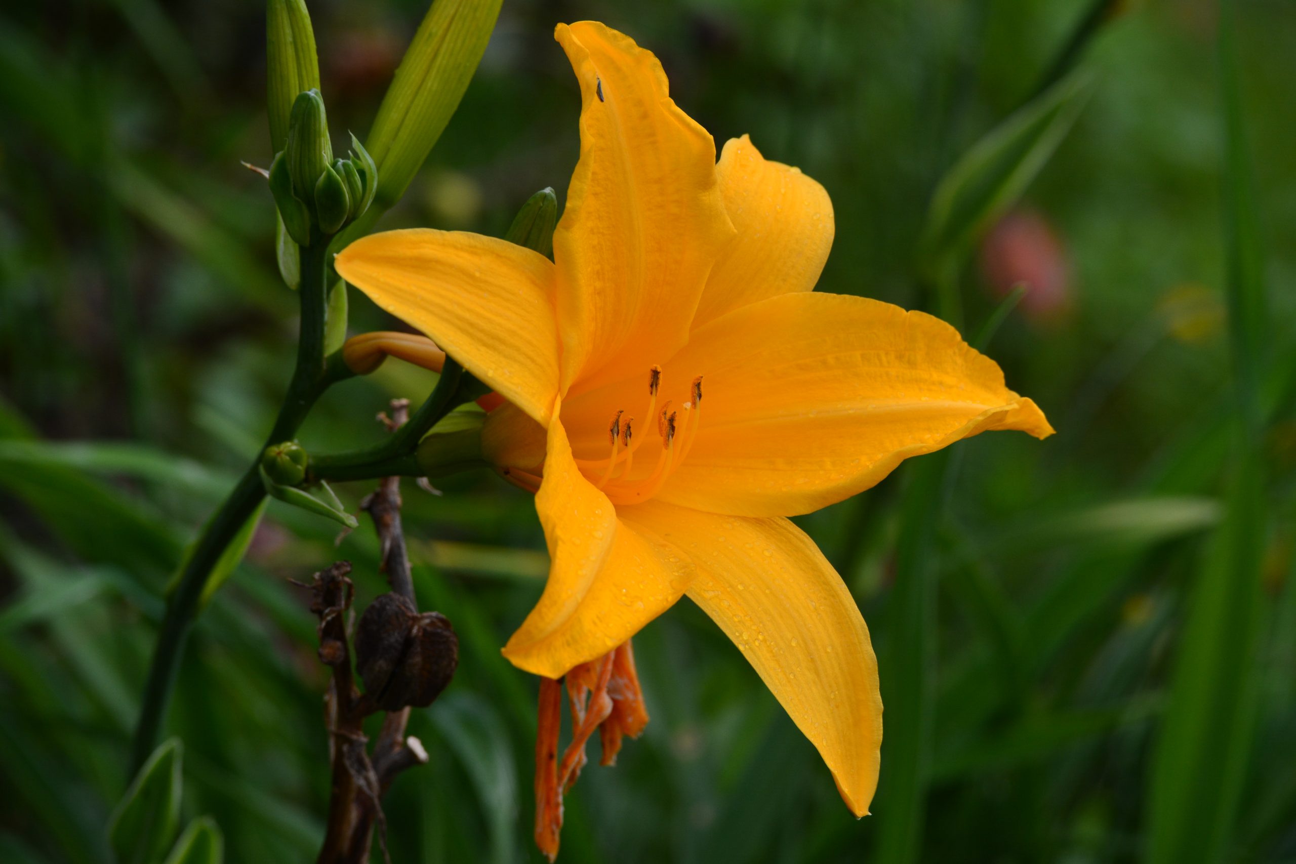 Yellow Lily Flower