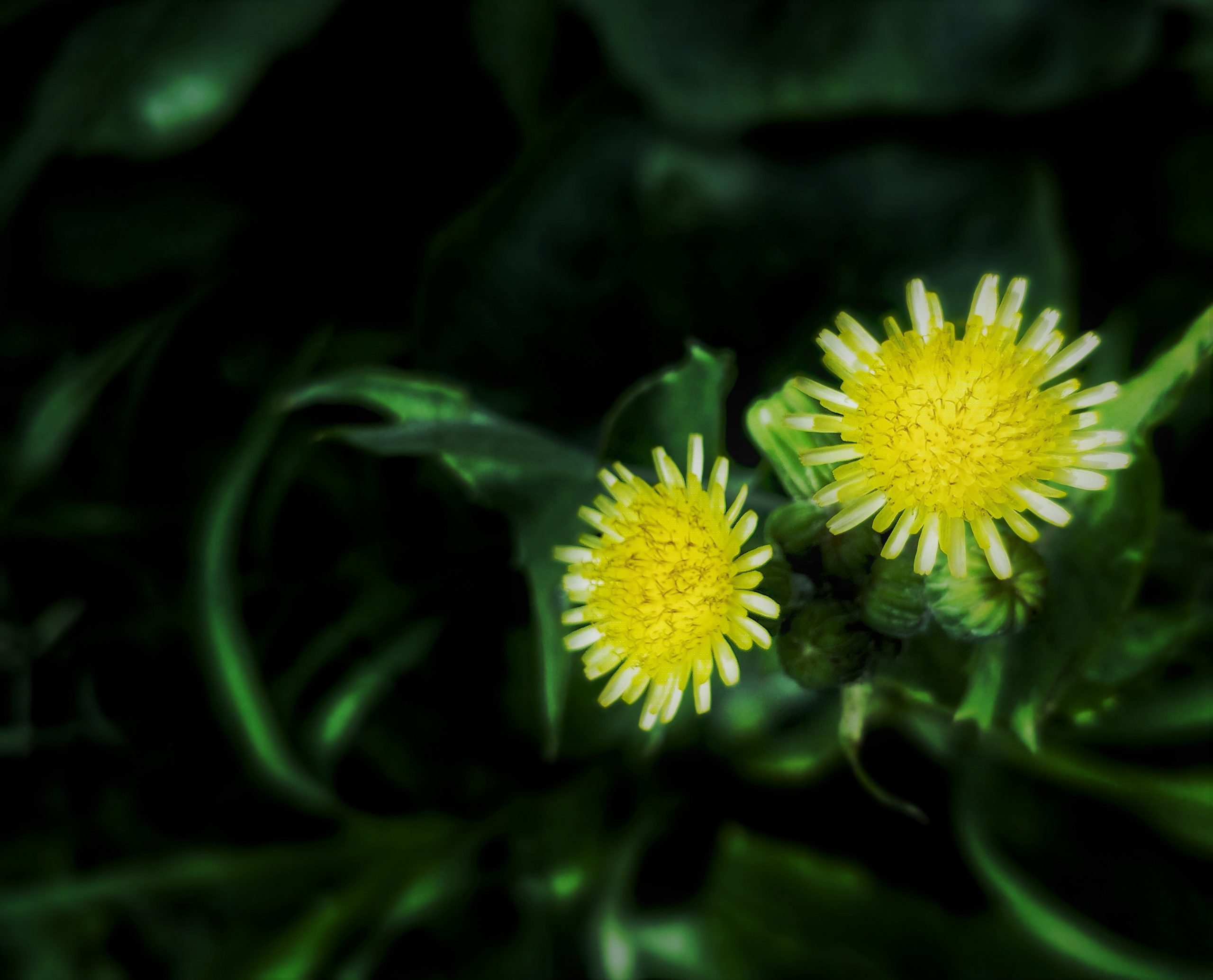 Yellow Little Flower
