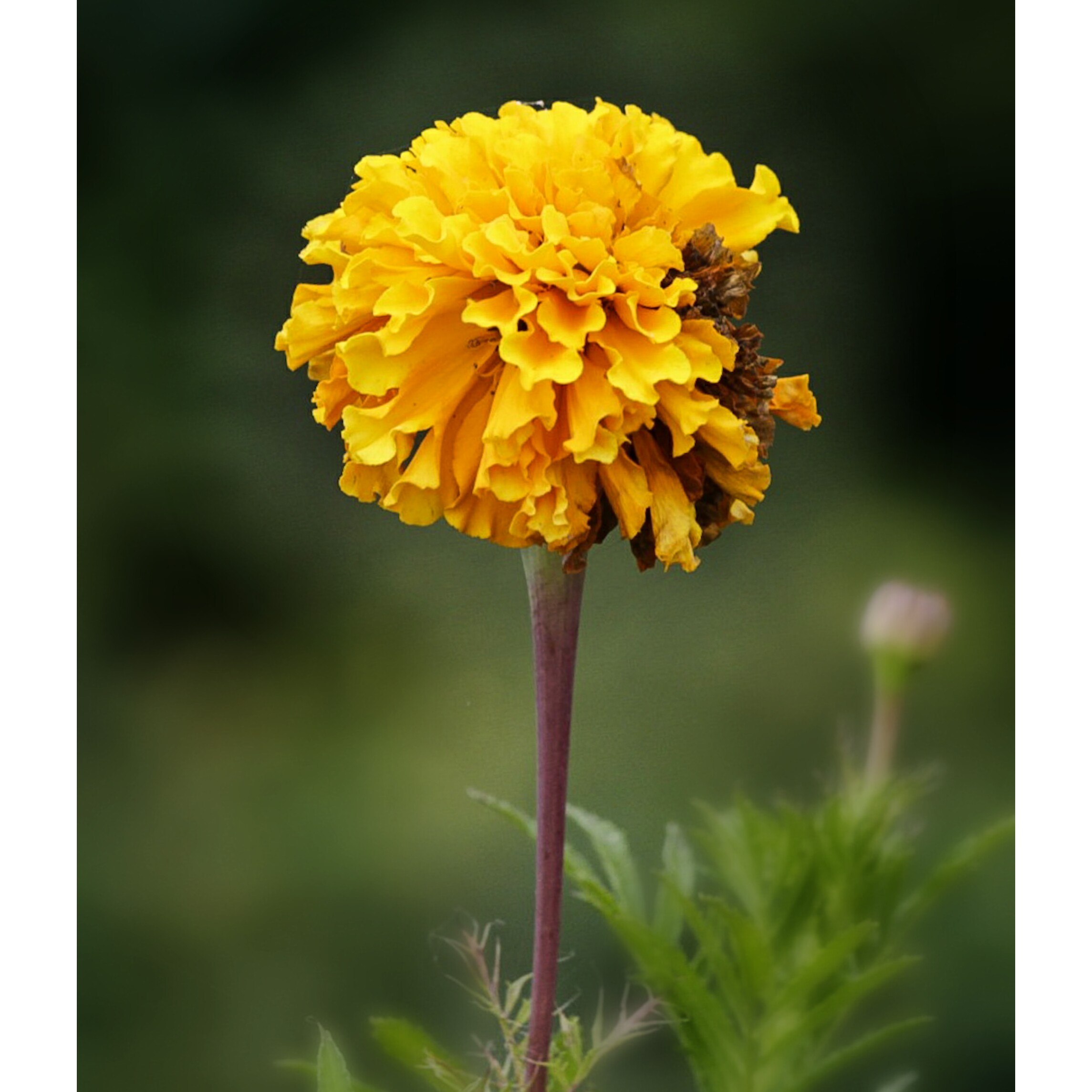 Yellow Marigold flower with missing petals