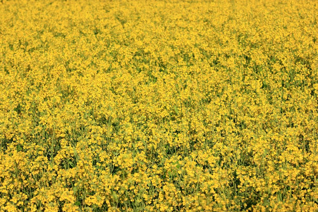 Yellow Mustard field PixaHive