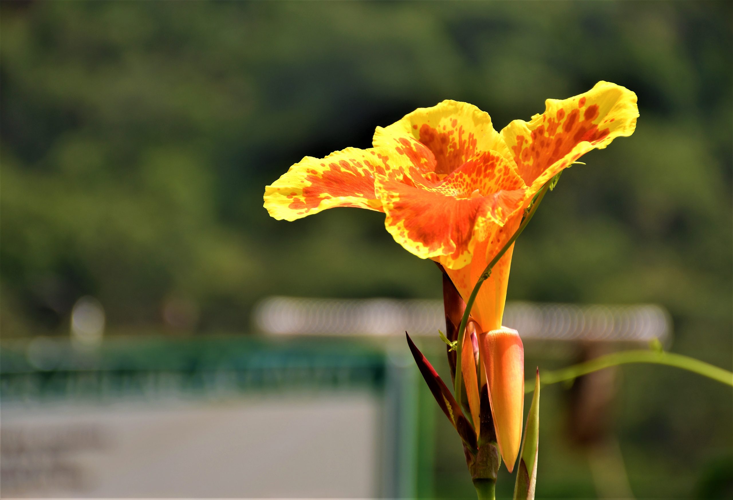 Yellow-Orange Canna Lily flower