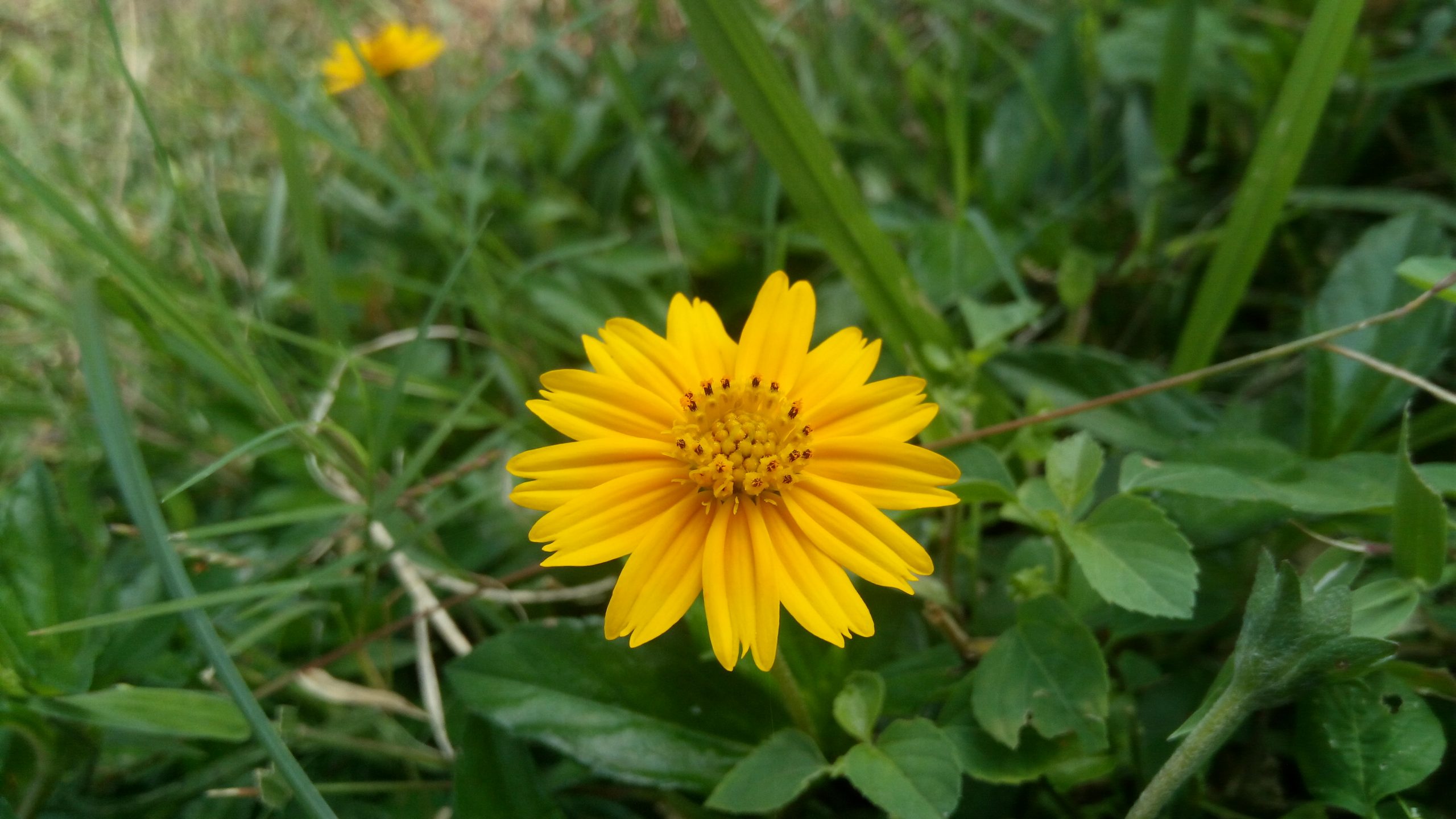 Blooming Yellow Daisy