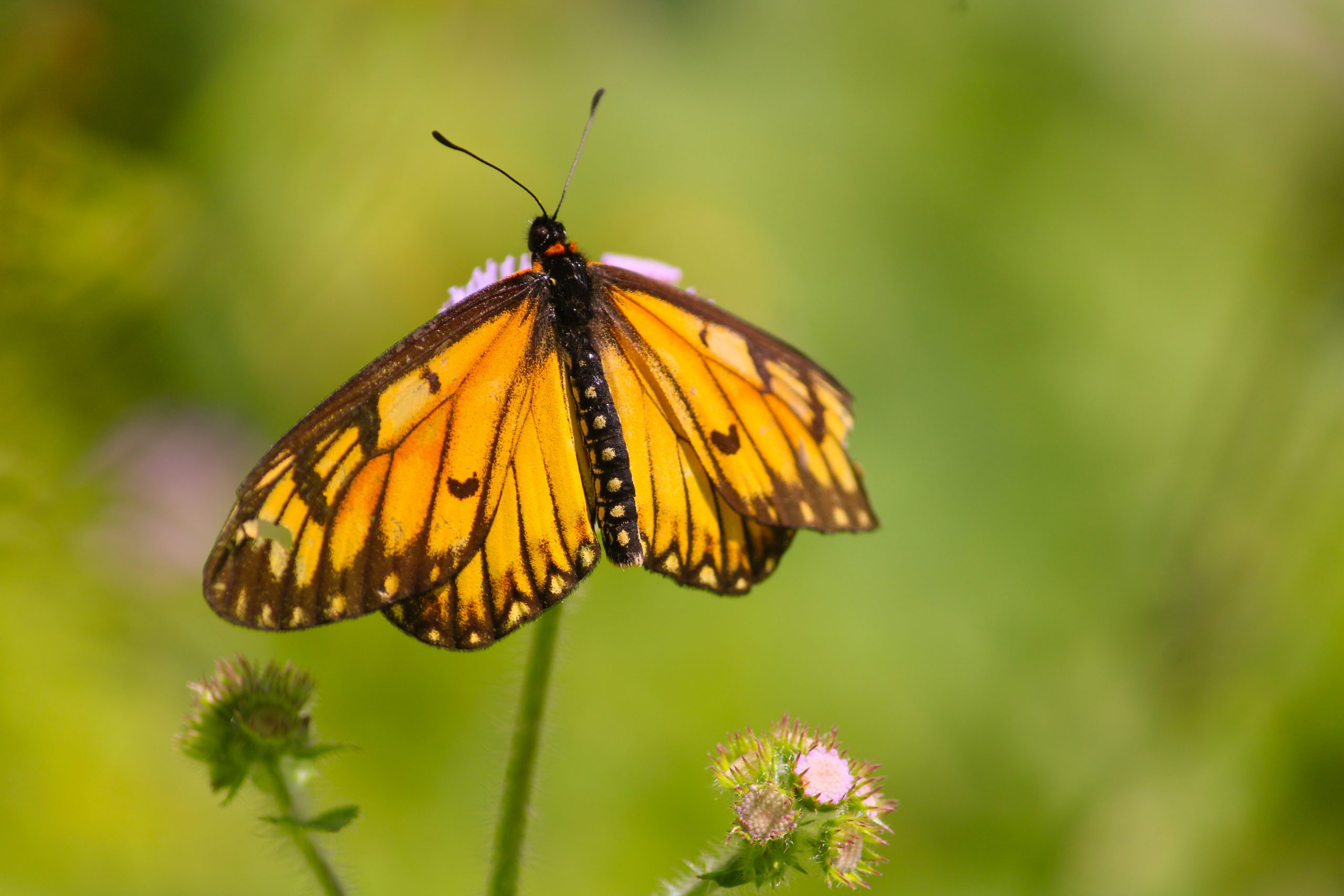 Small Pearl-bordered Fritillary