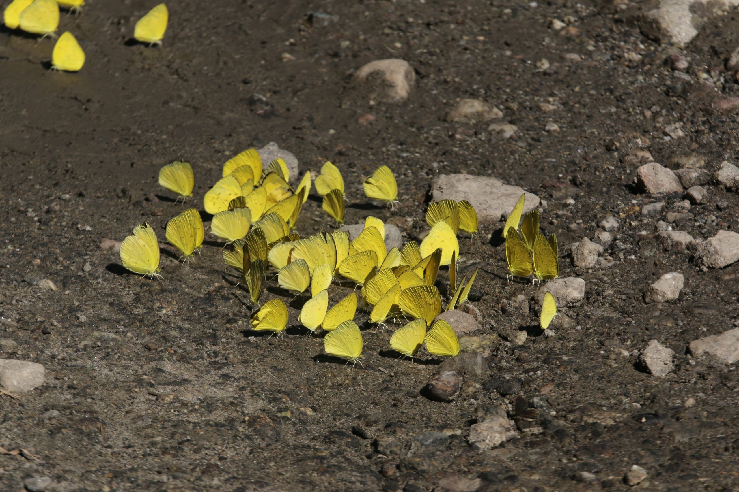 Yellow butterfly on rocky ground