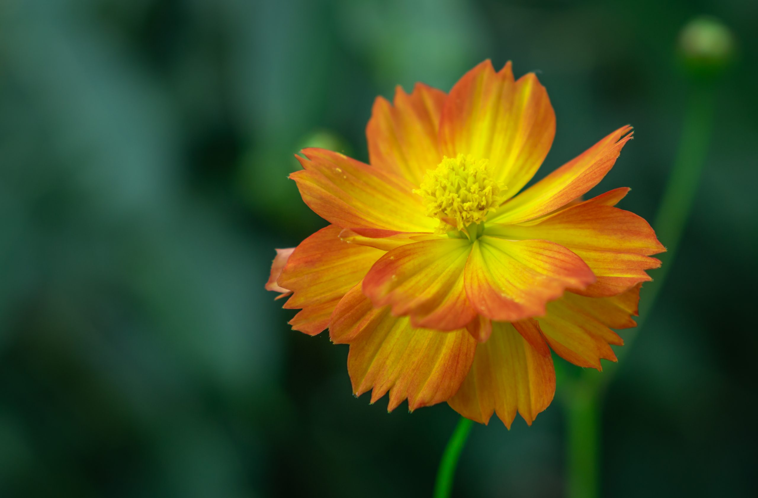 Yellow cosmos flower