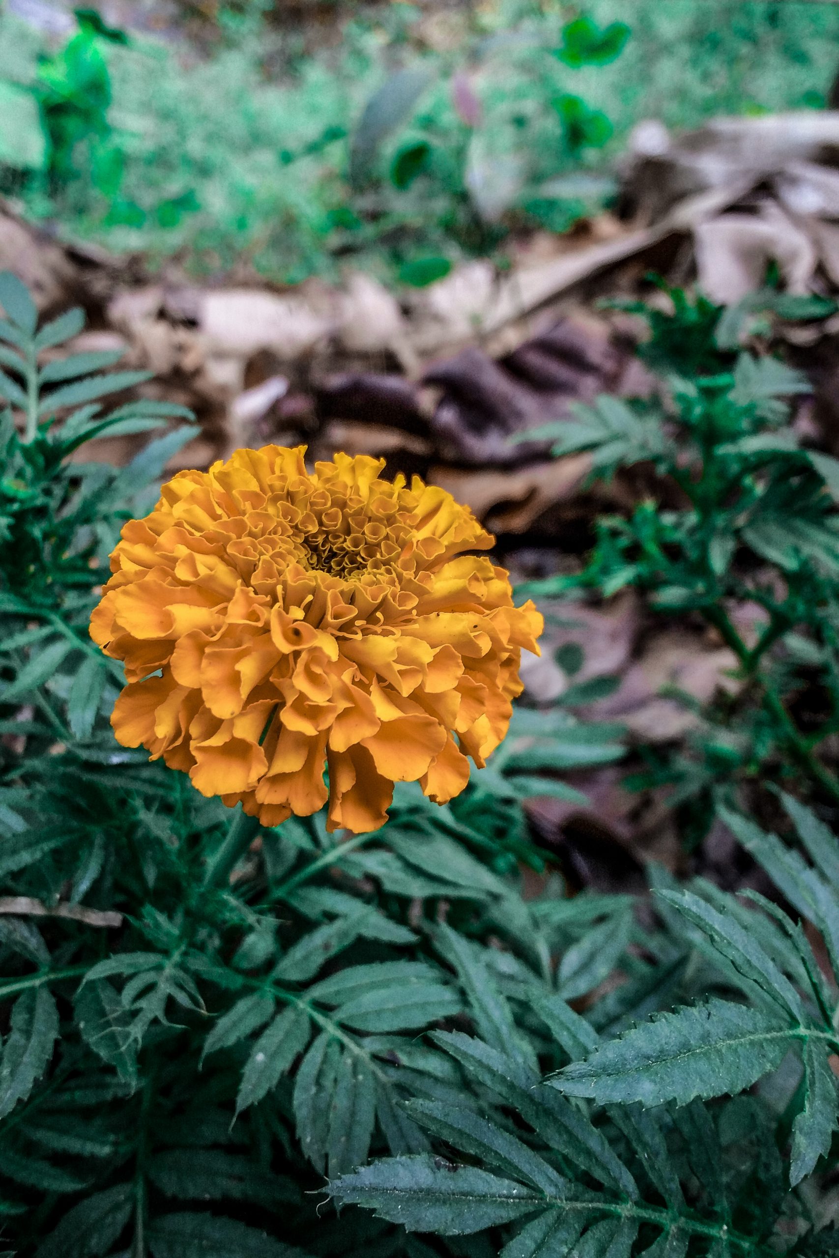 Yellow flower