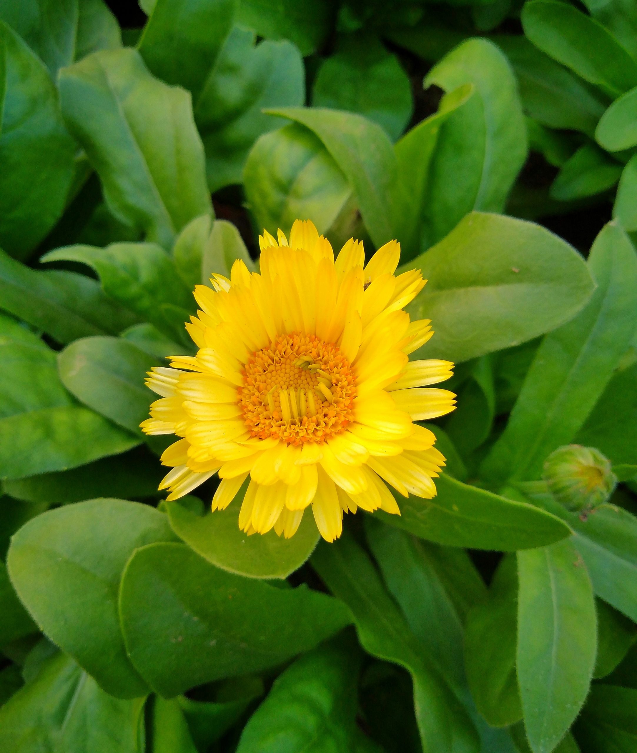 Yellow flower