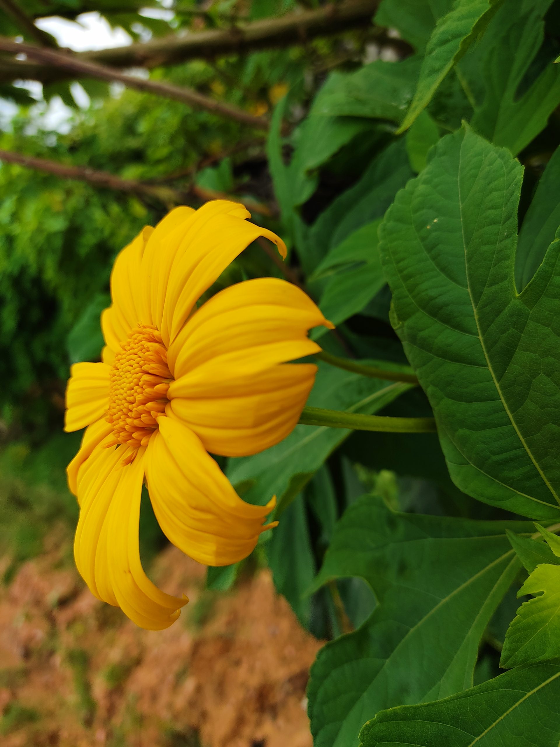 Yellow Flower