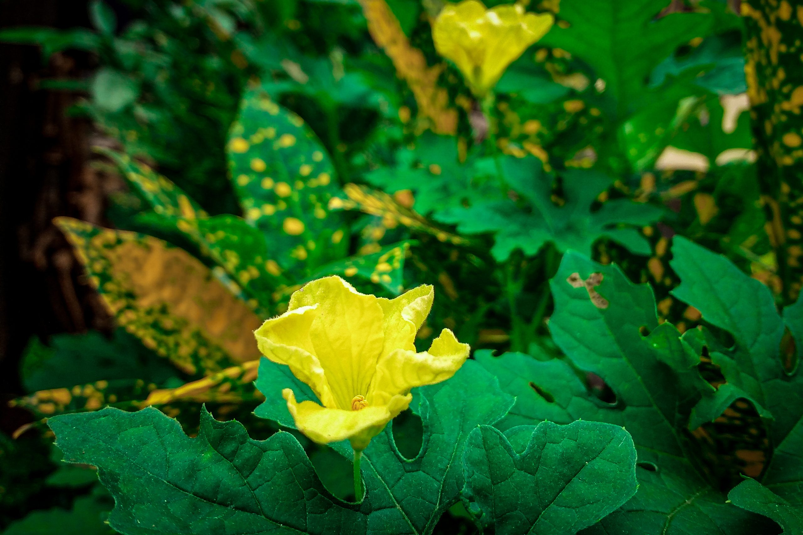 Yellow flower of a plant