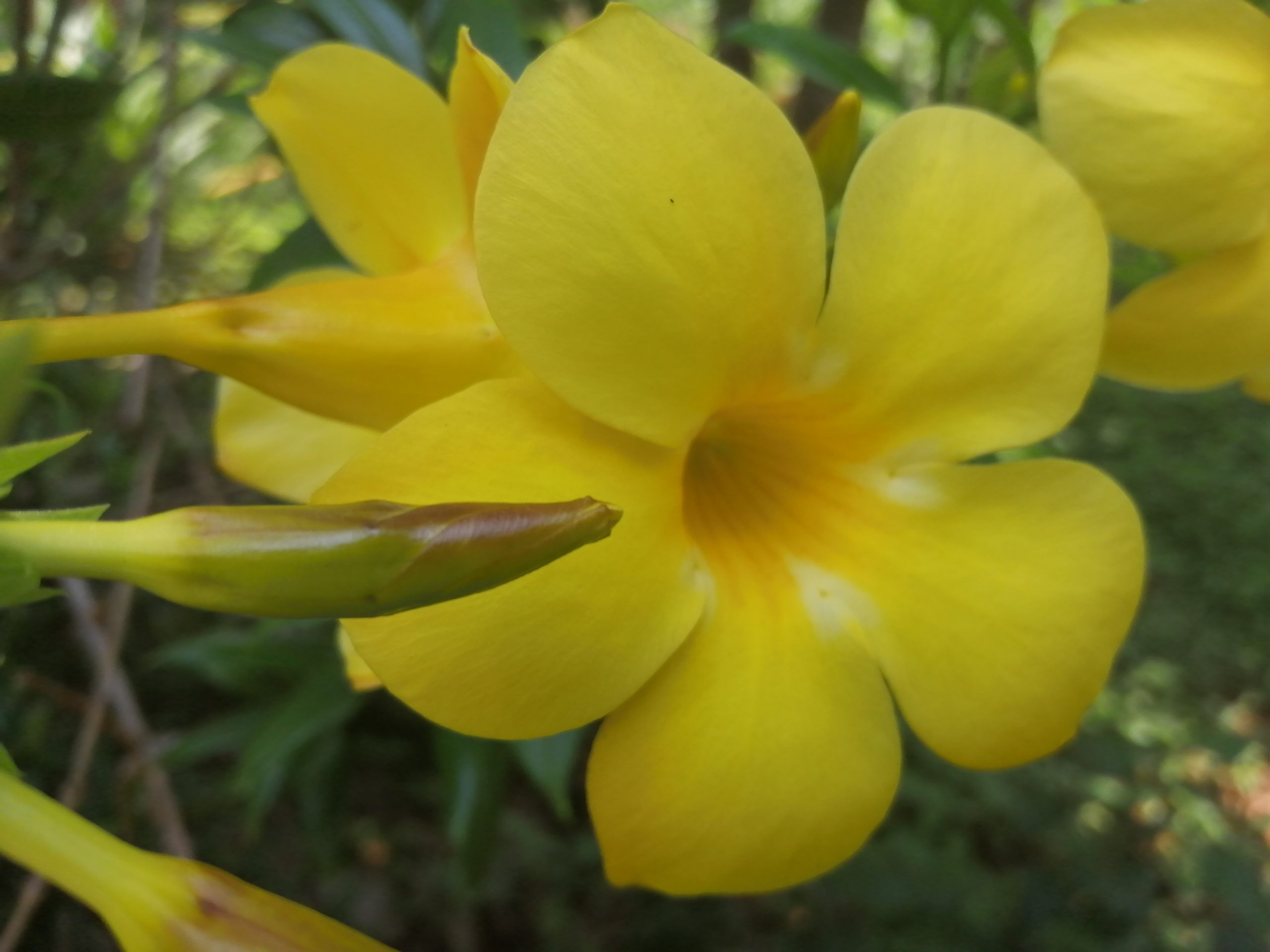Yellow flower in a garden