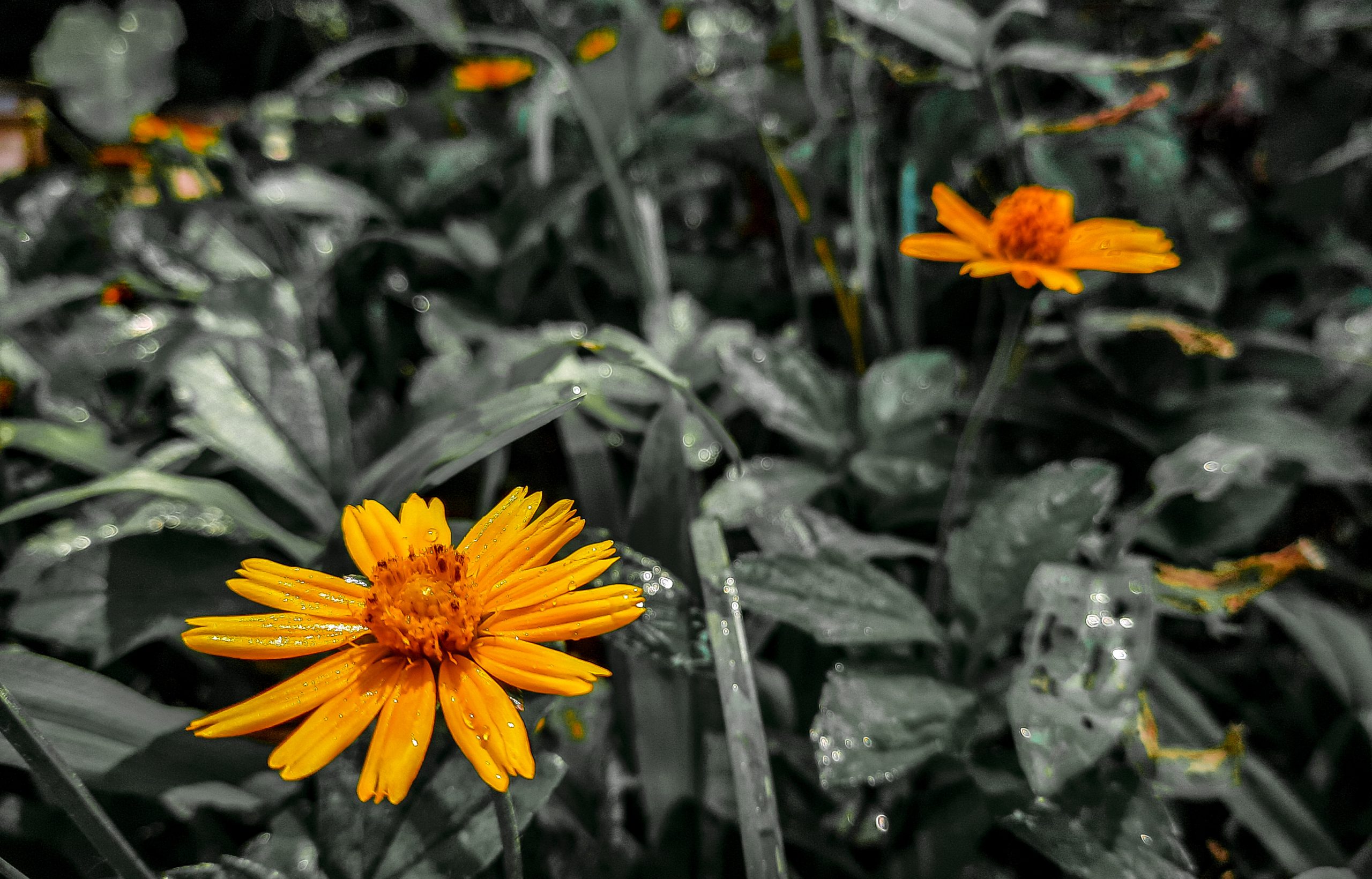 Yellow flowers plant