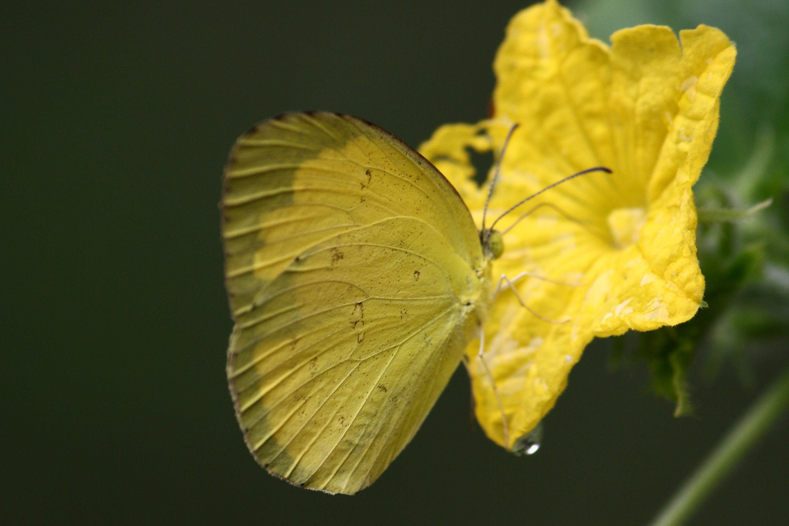 Yellow green butterfly