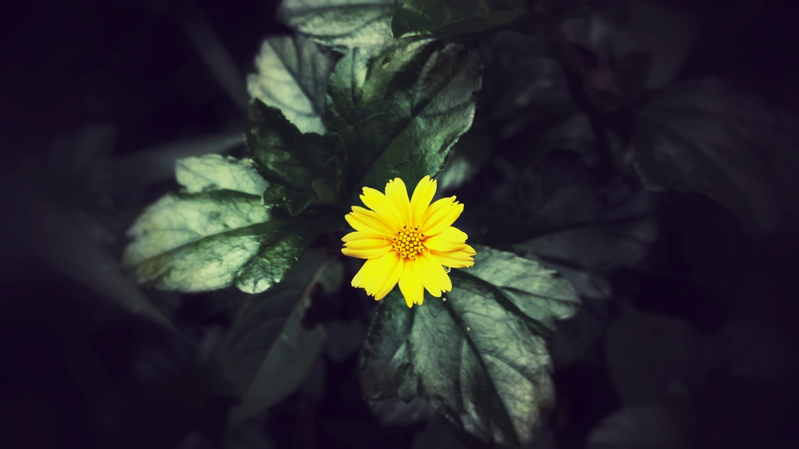 Yellow shinning flower