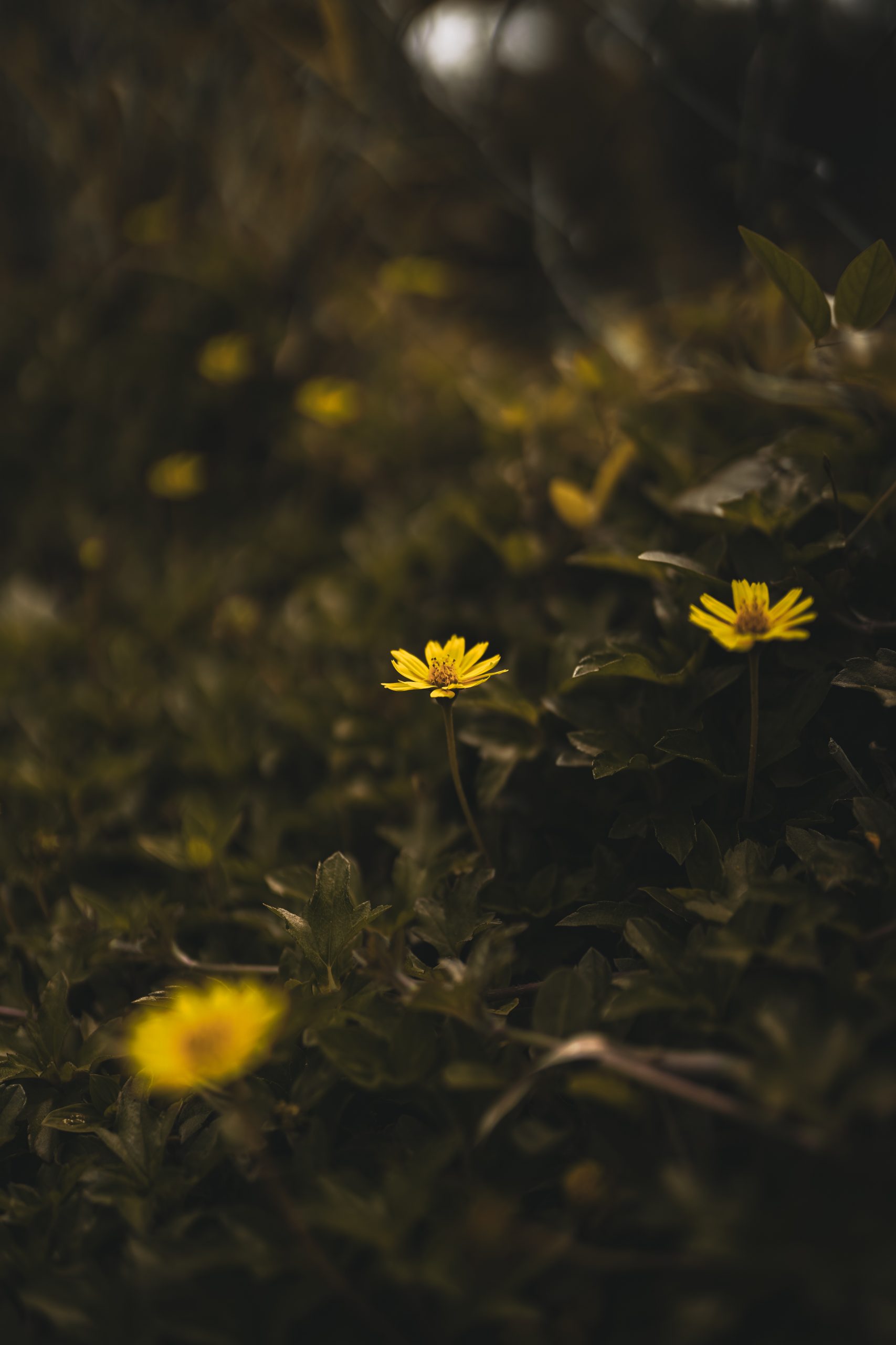 Young Yellow Flowers