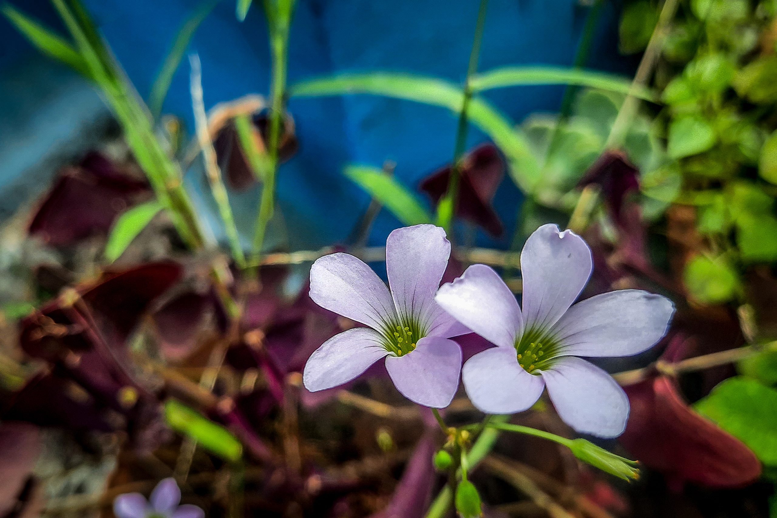 beautiful white-violet flower