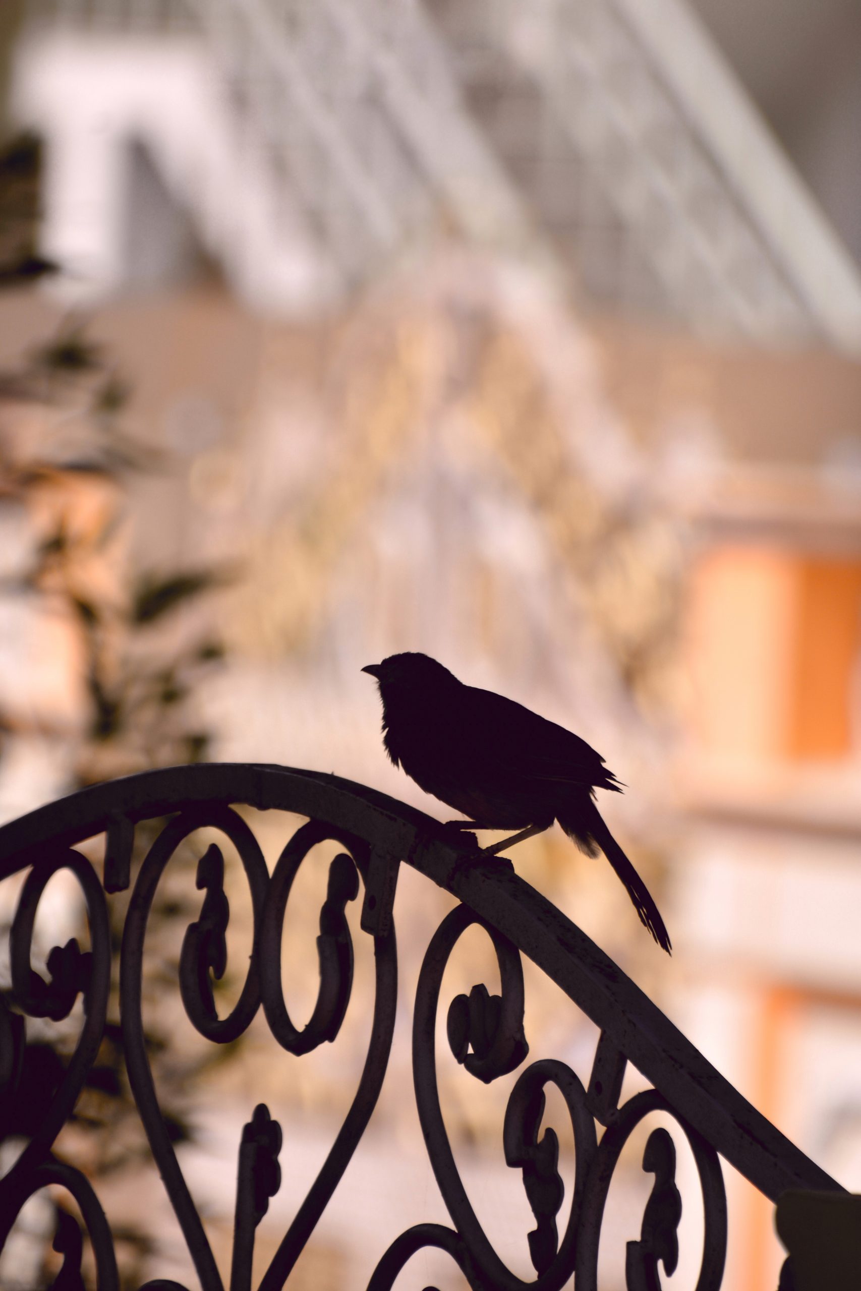 bird on a balcony