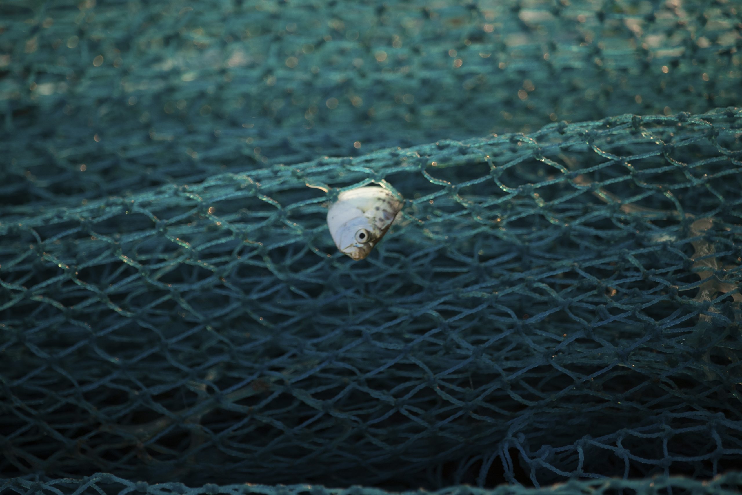 Fish caught in the net