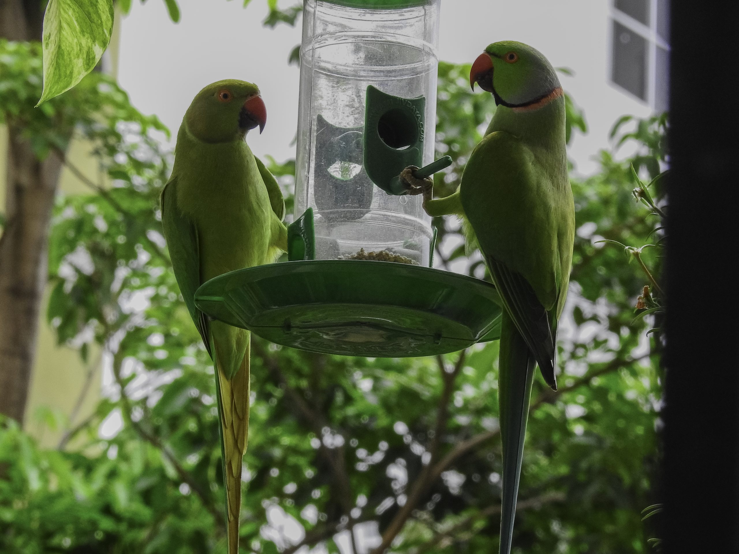 Feeding food to couple of parrots.