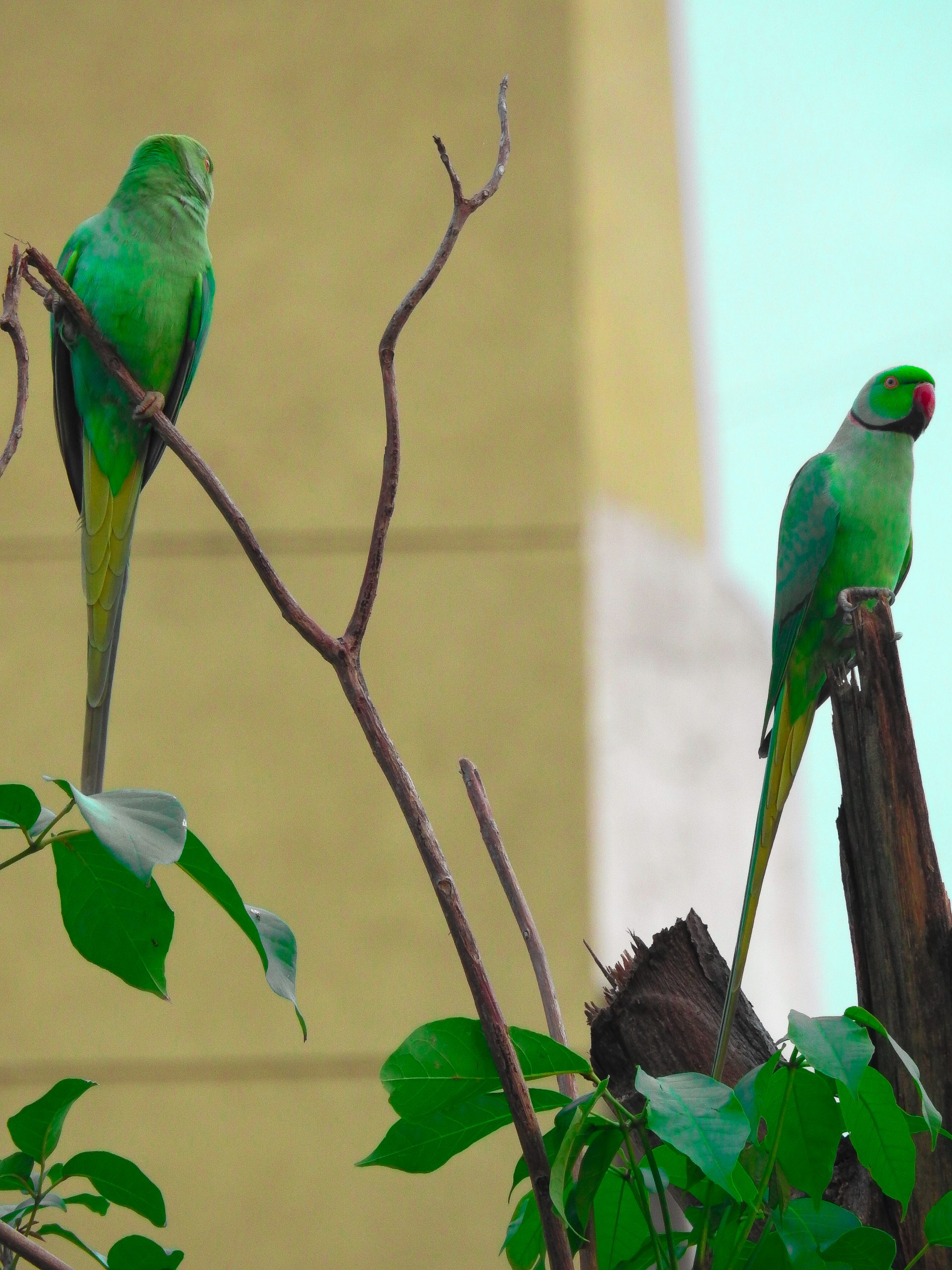 couple ringed parakeets
