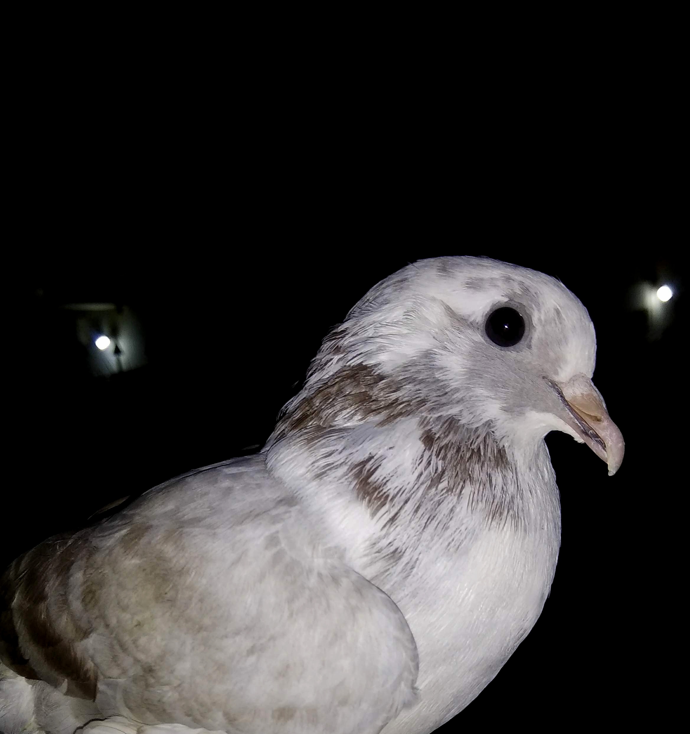 close up of dove