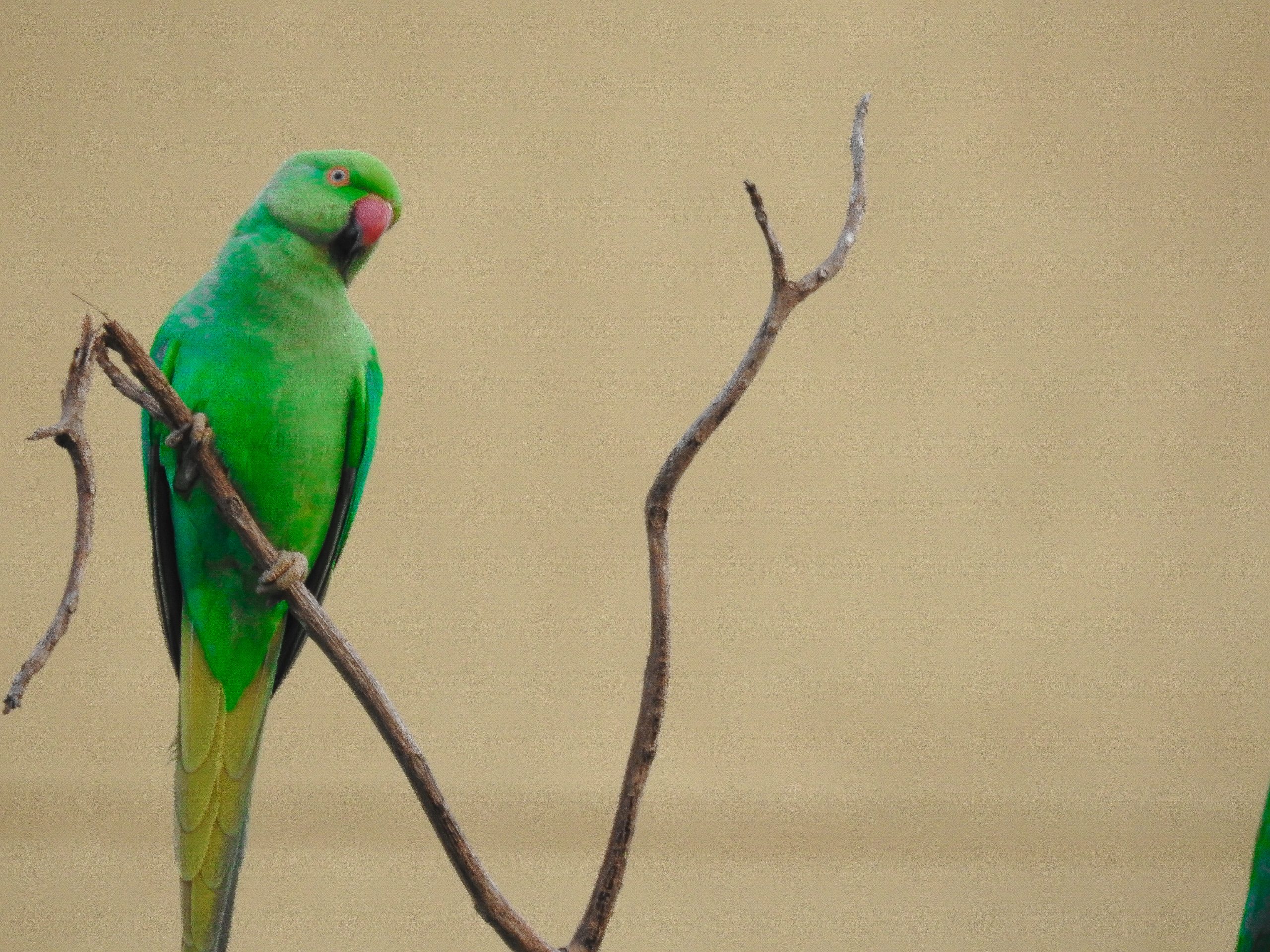 Female parrot