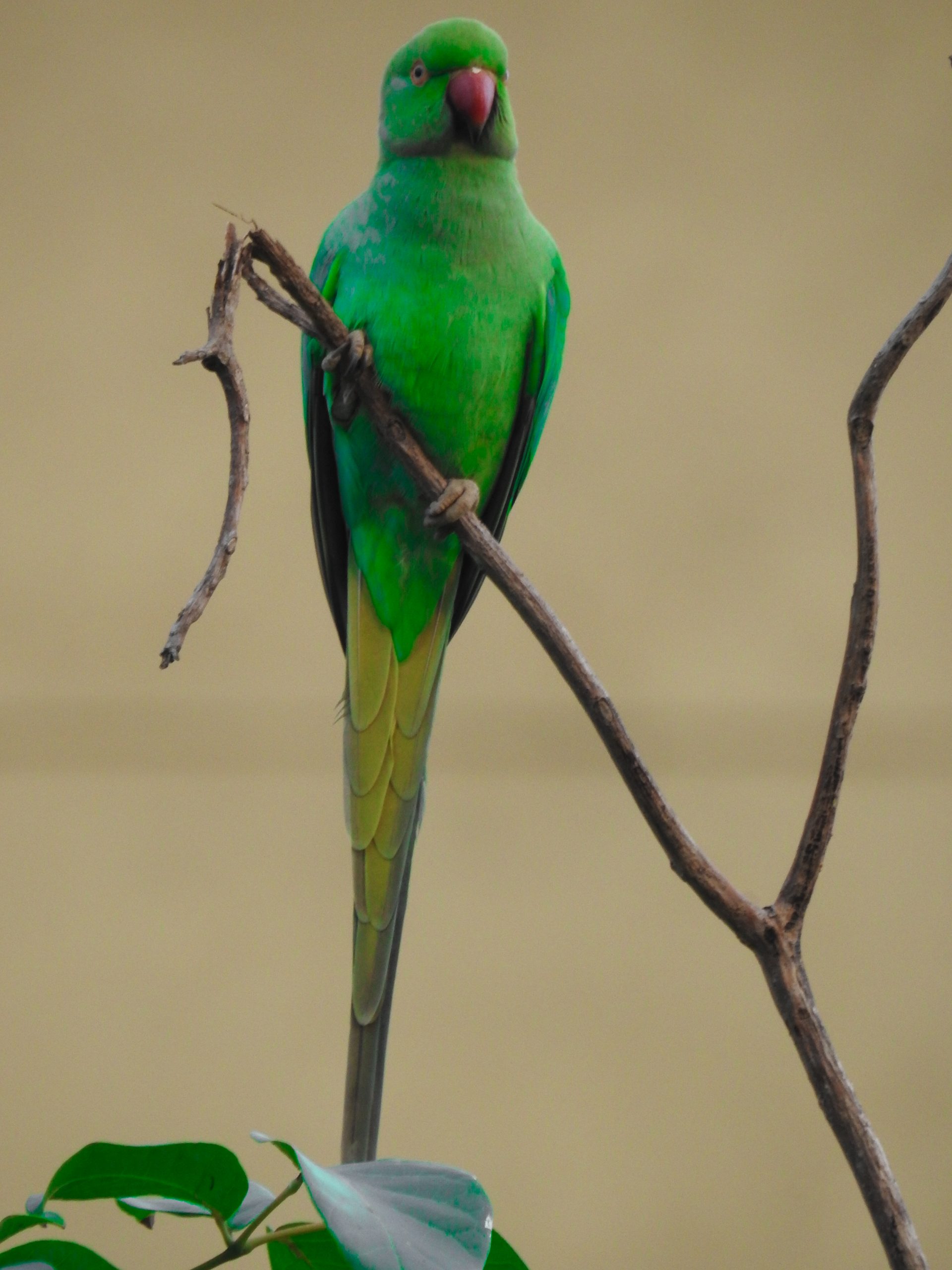 Ringed Parakeet in Tree Branch on Focus