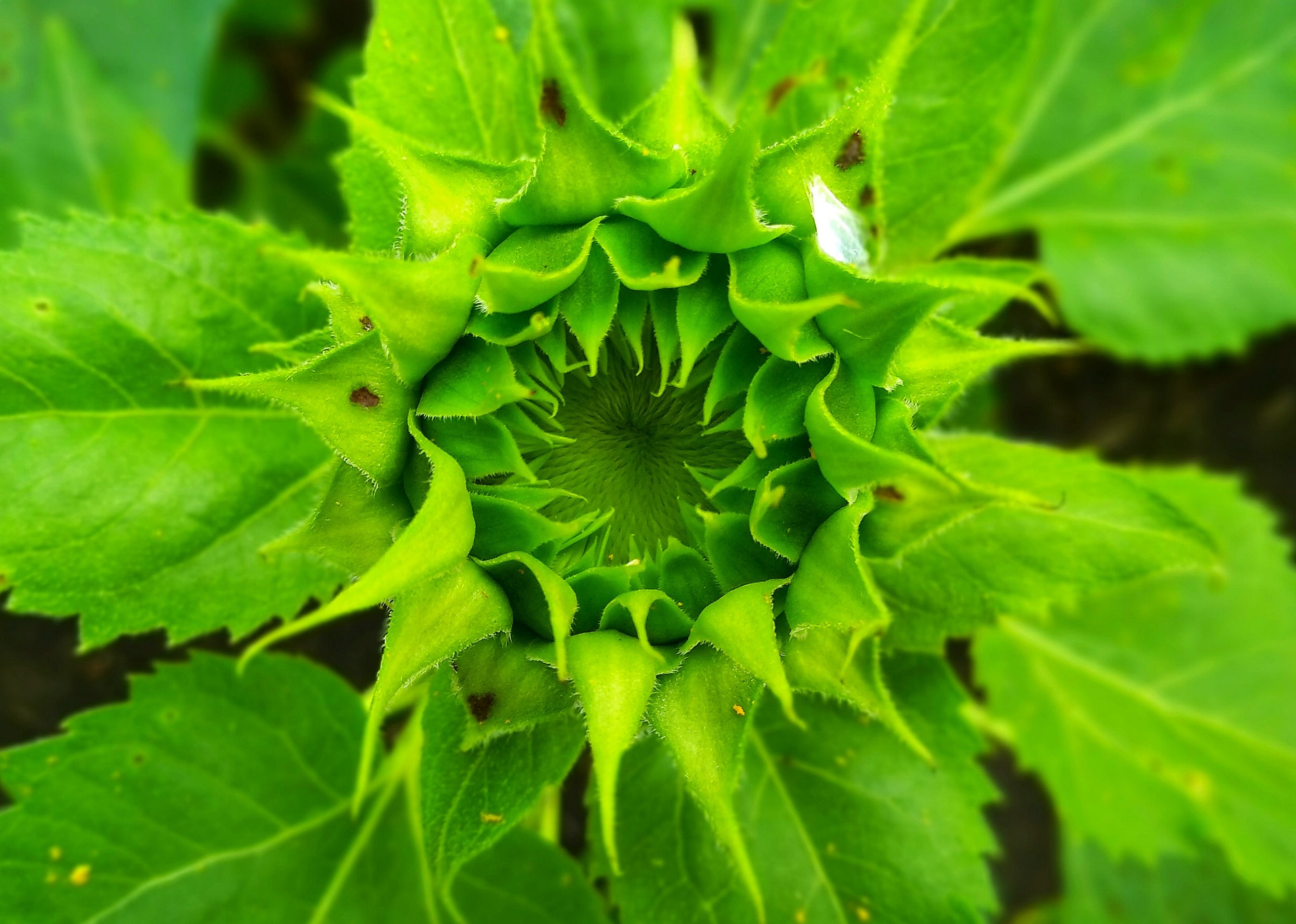 flower close up