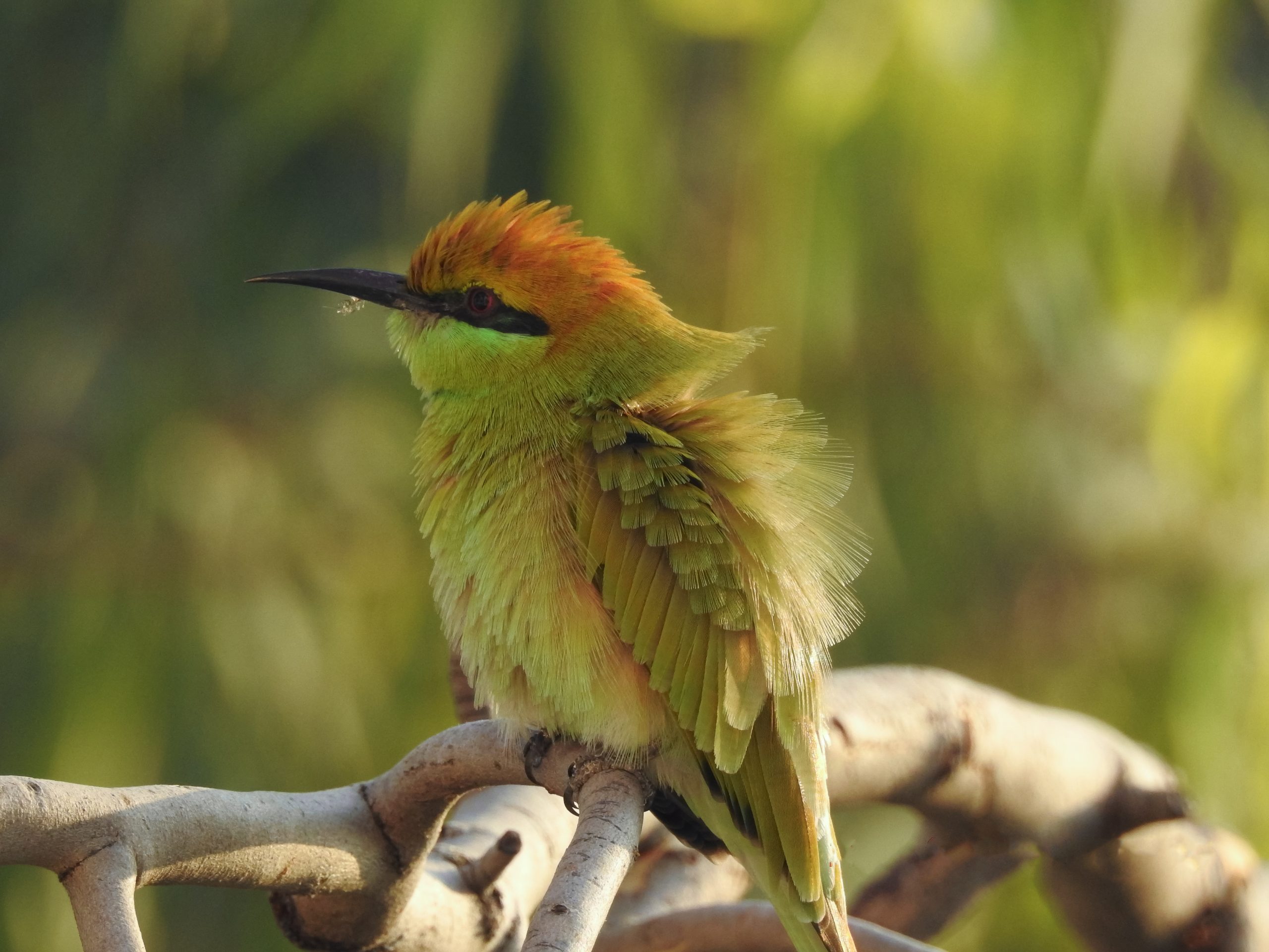 A green bee eater