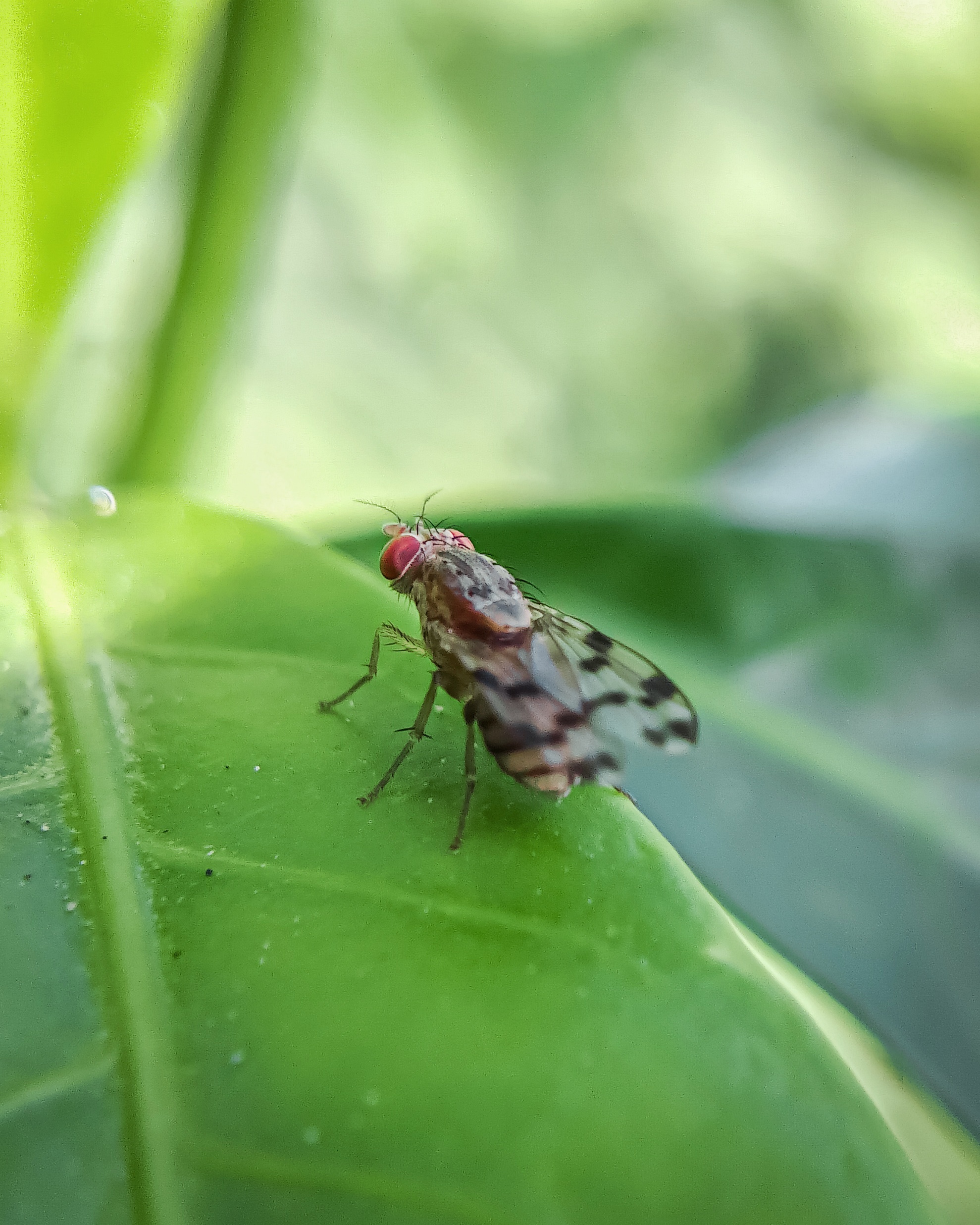 housefly on leaves