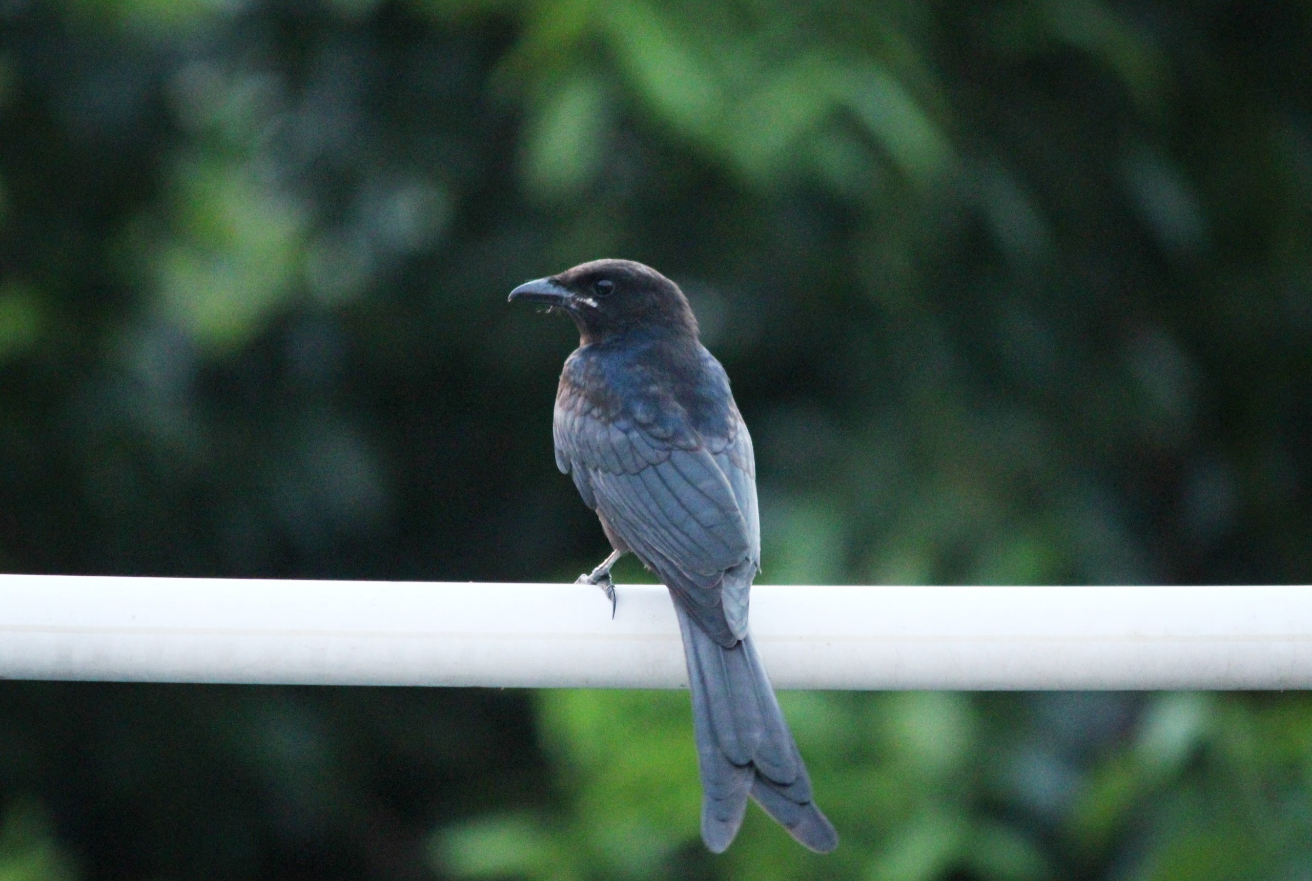 Bird Standing