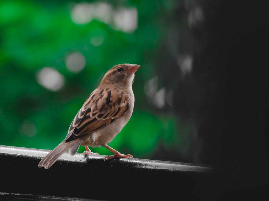 injured bird - PixaHive