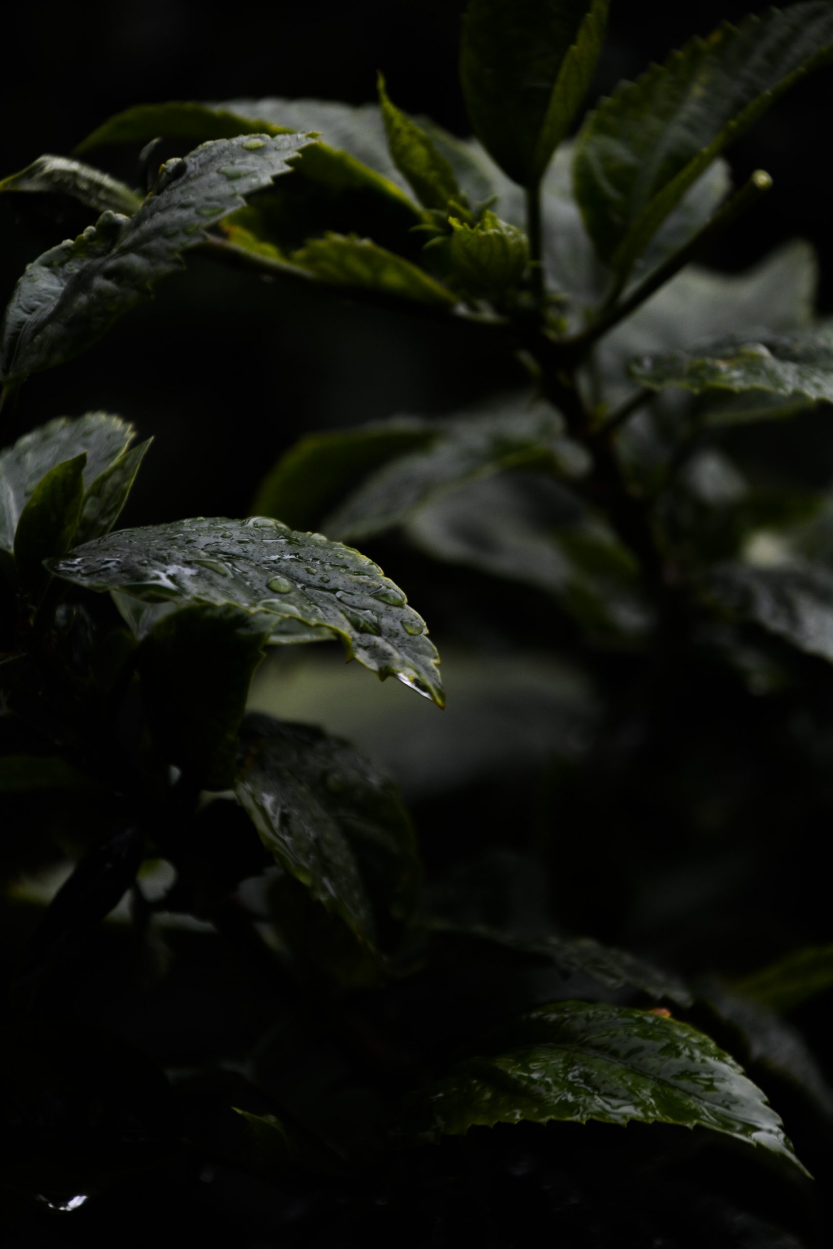 Wet Plant Leaves on Focus