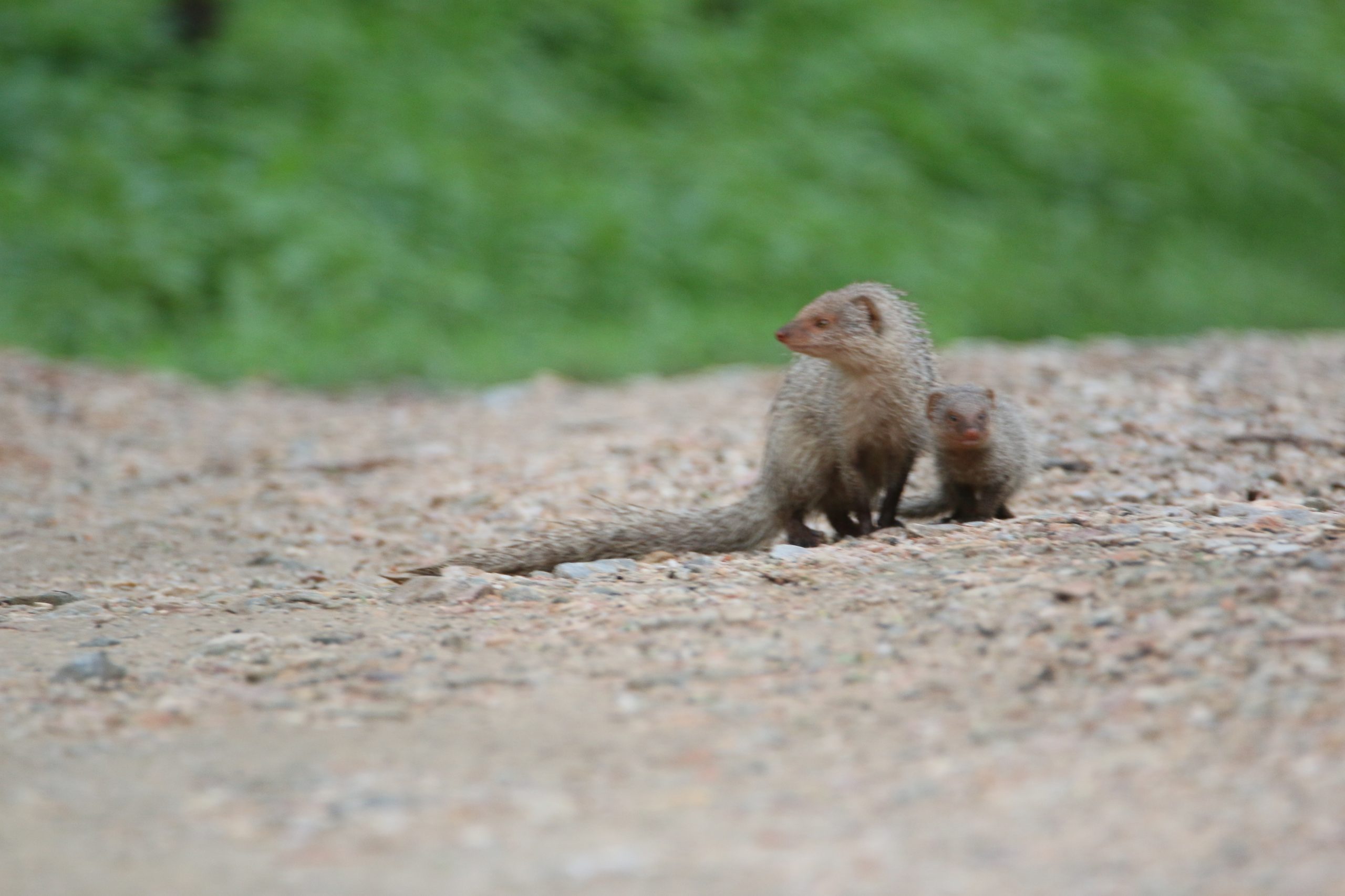 Adorable mother mongoose and her baby