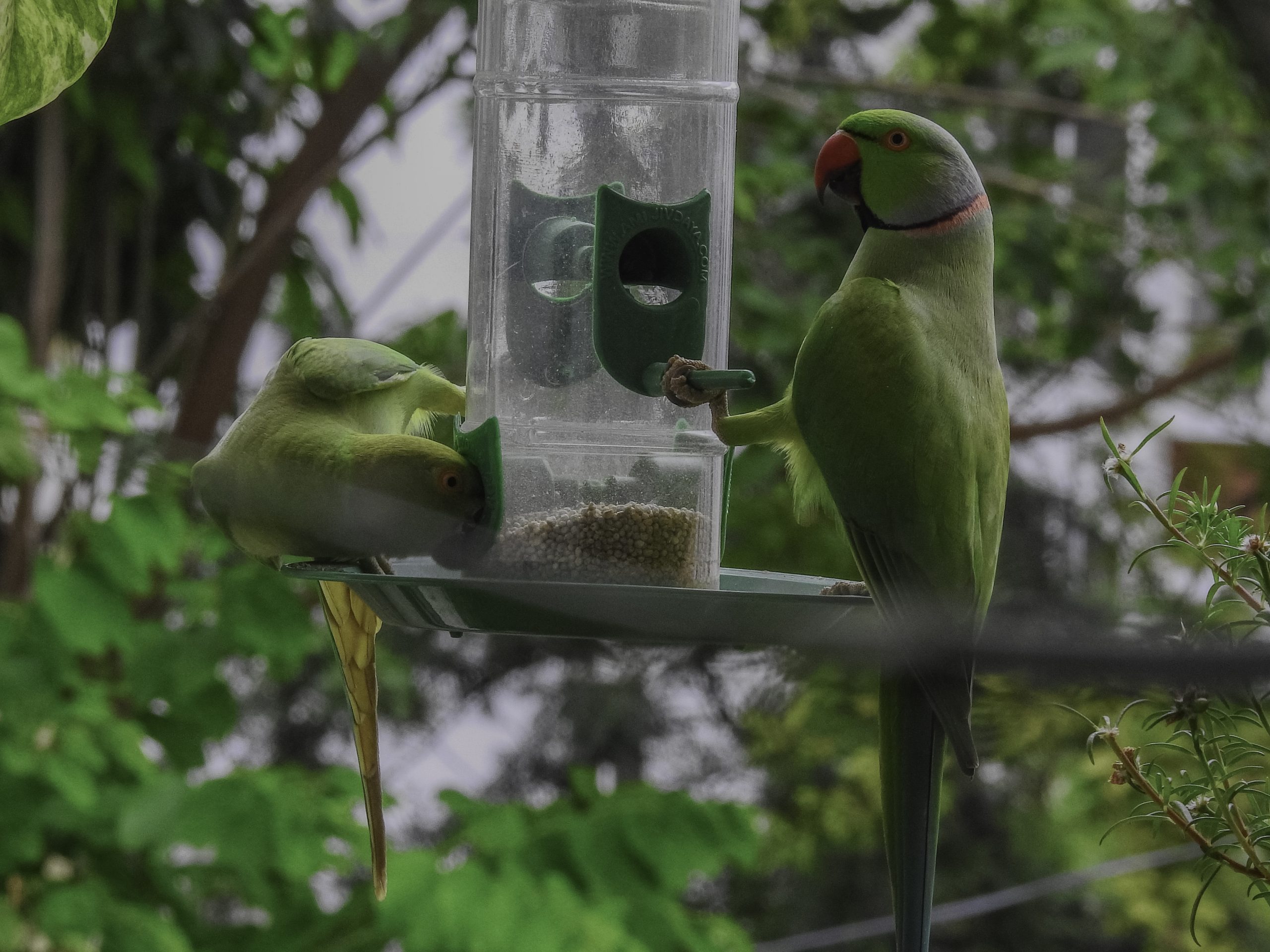 Parrots eating bird food.