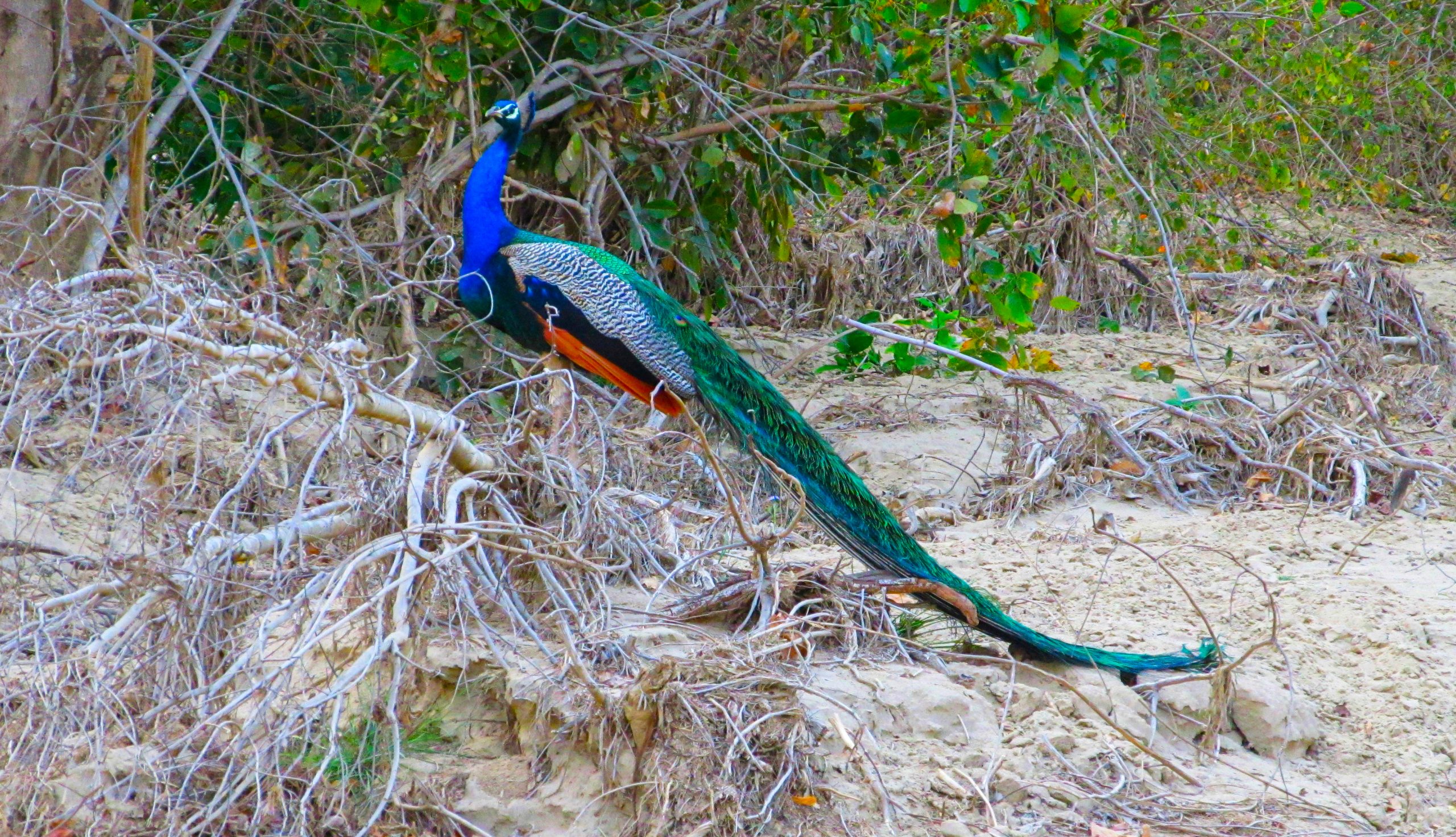 peacock